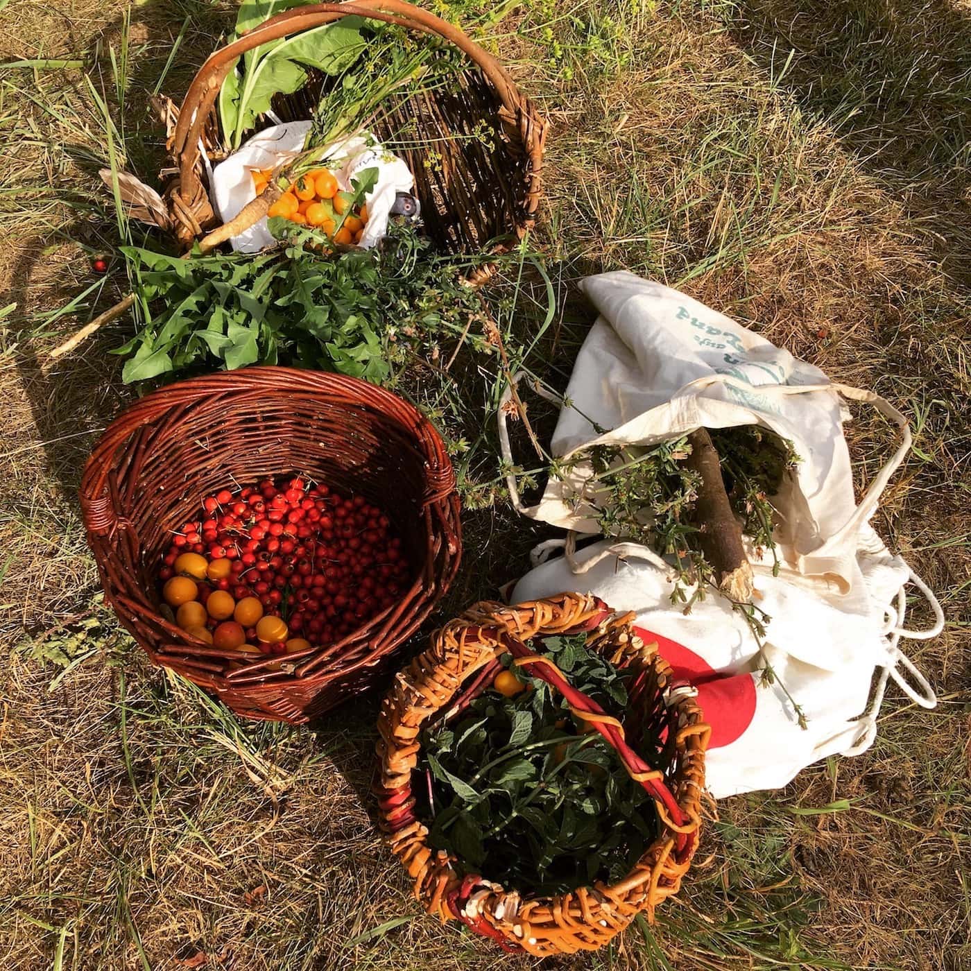 Bei Waldspaziergängen kann man klasse noch ein wenig Obst, Gemüse oder Kräuter sammeln. // HIMBEER