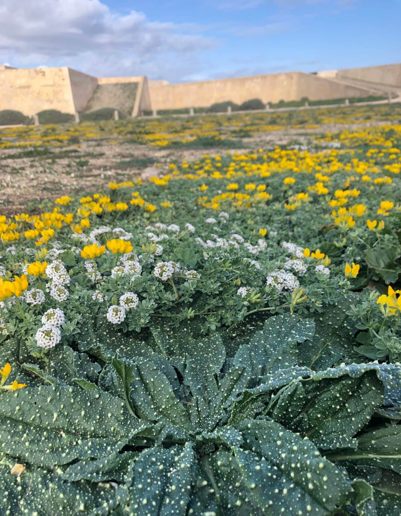 Blühende Natur Im Februar Am Fort In Sagres // Himbeer