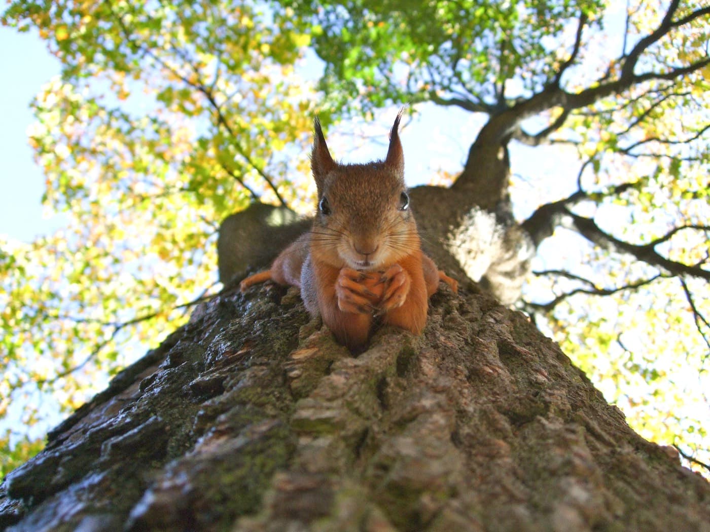 Eichhörnchen, Waldtiere einmal anders, Waldschule Plänterwald // HIMBEER