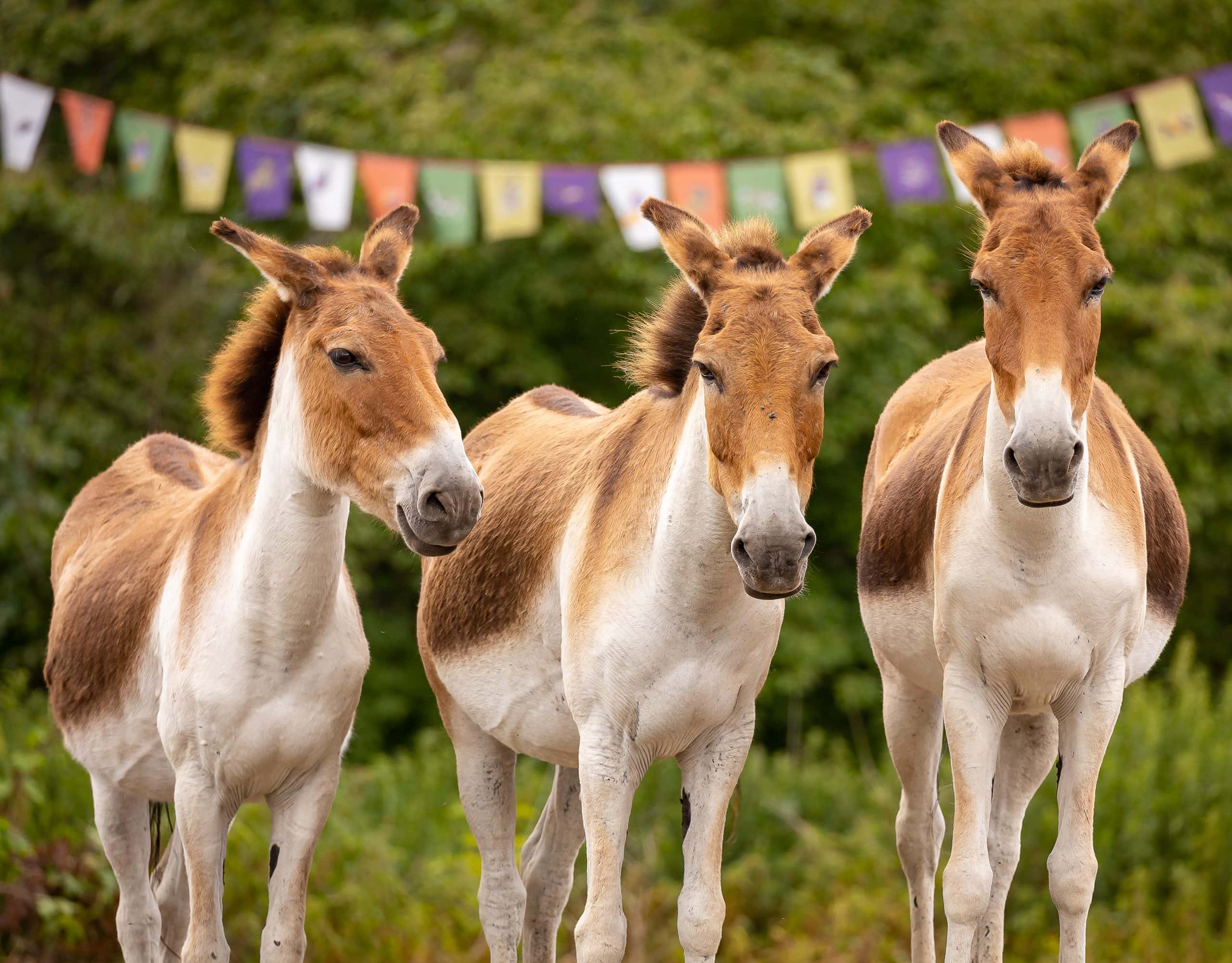 Kindergeburtstage In Berlin: Im Tierpark Berlin Mit Kindern Geburtstag Feiern