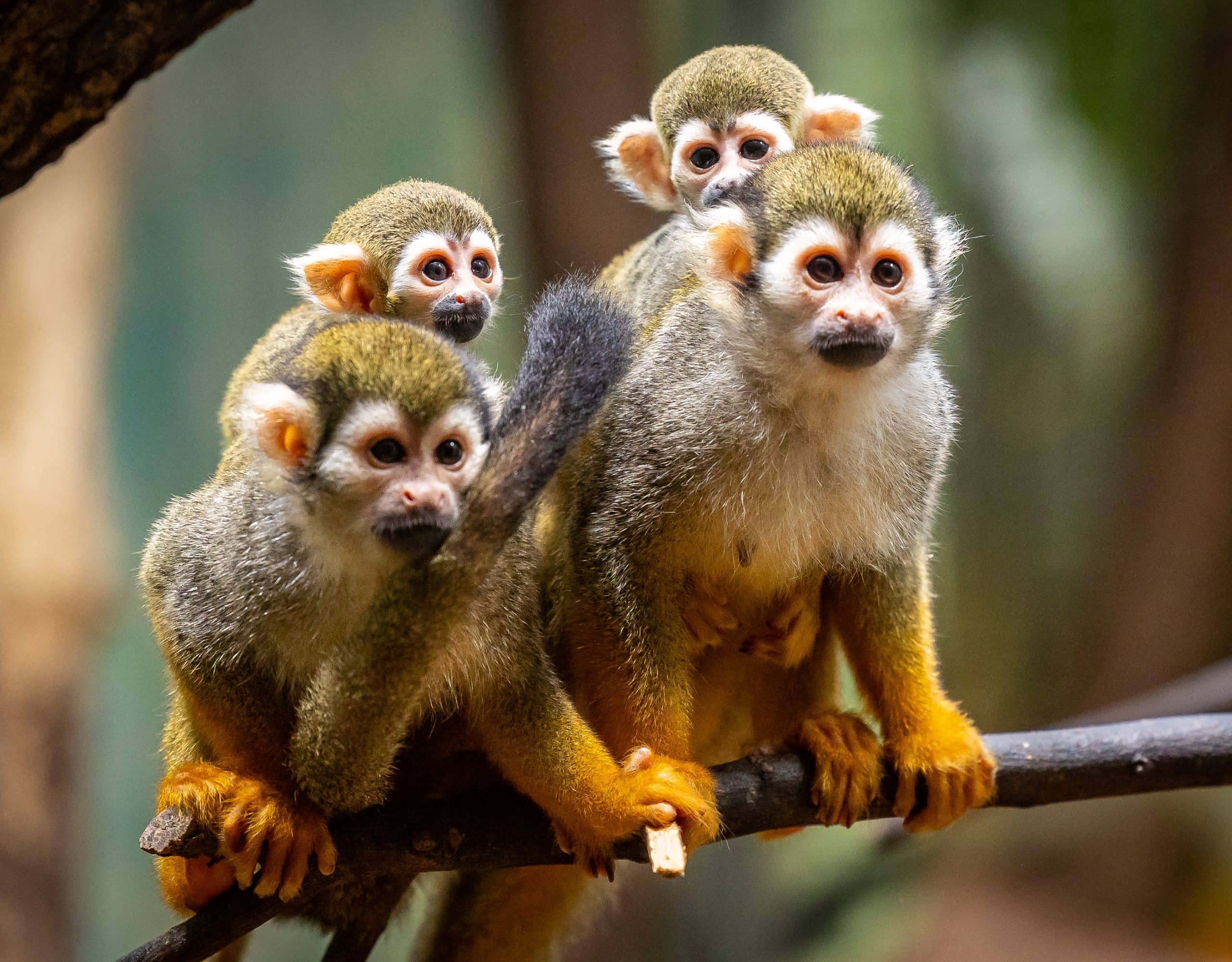 Kindergeburtstage In Berlin: Im Zoo Berlin Mit Kindern Geburtstag Feiern