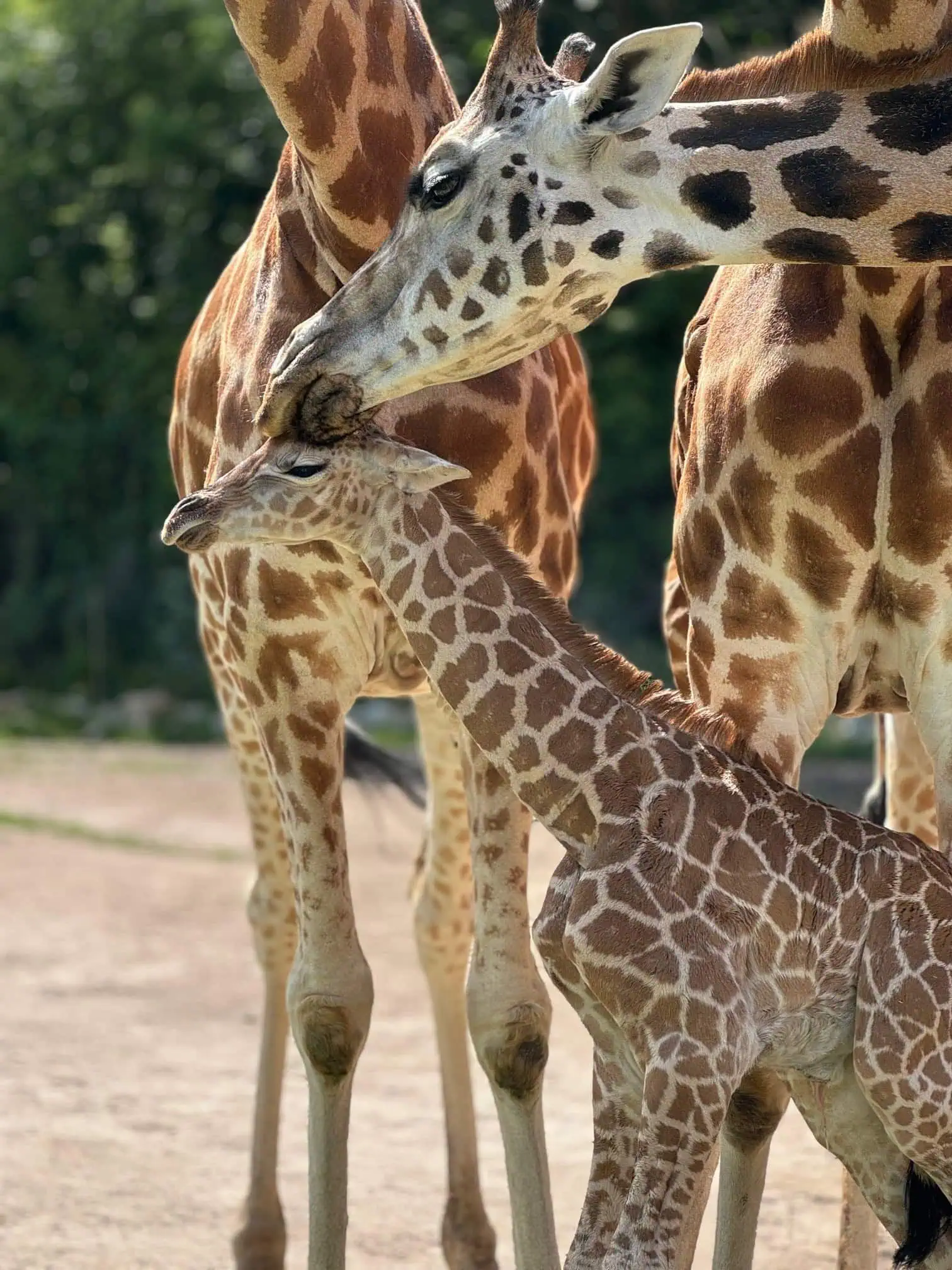 Urlaubsfeeling Für Zu Hause: Giraffen Jungtier Im Tierpark Berlin Entdecken // Himbeer