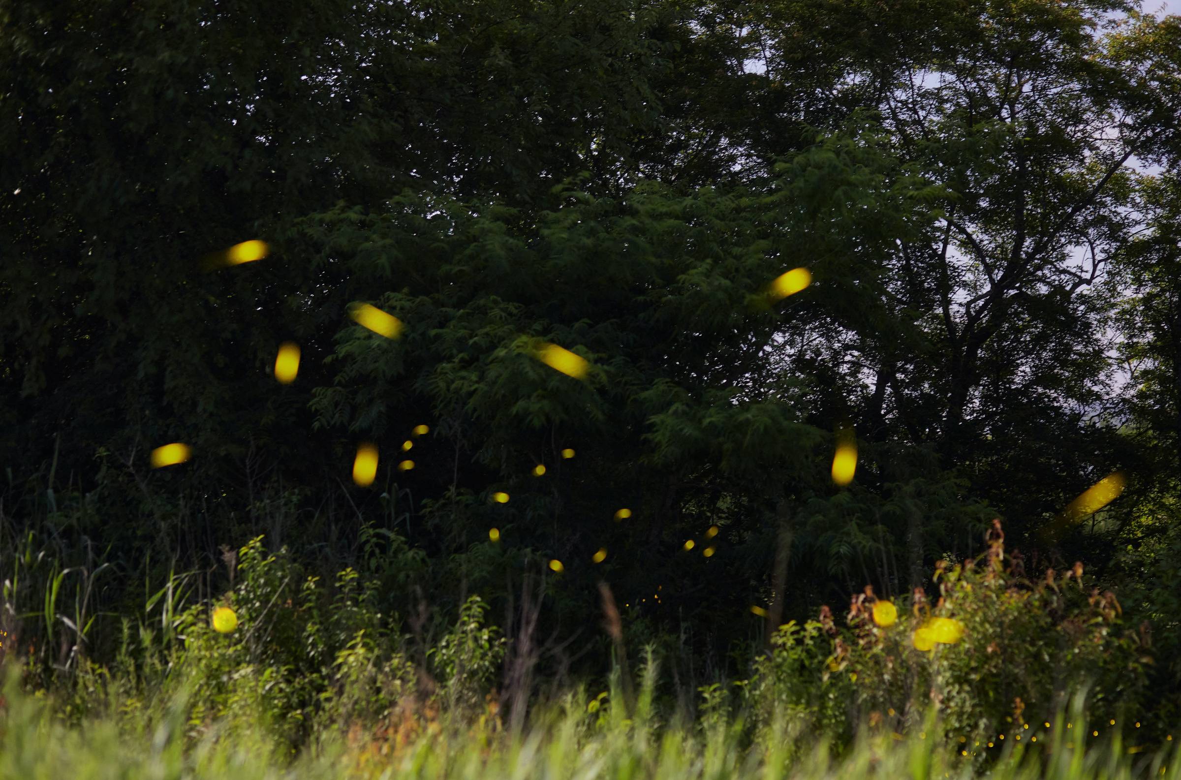 „Glühwürmchen – Wenn Der Wald Zu Leuchten Beginnt“, Familienwanderung Im Heinz Sielmann Natur-Erlebniszentrum, Vierte Juniwochenende // Himbeer
