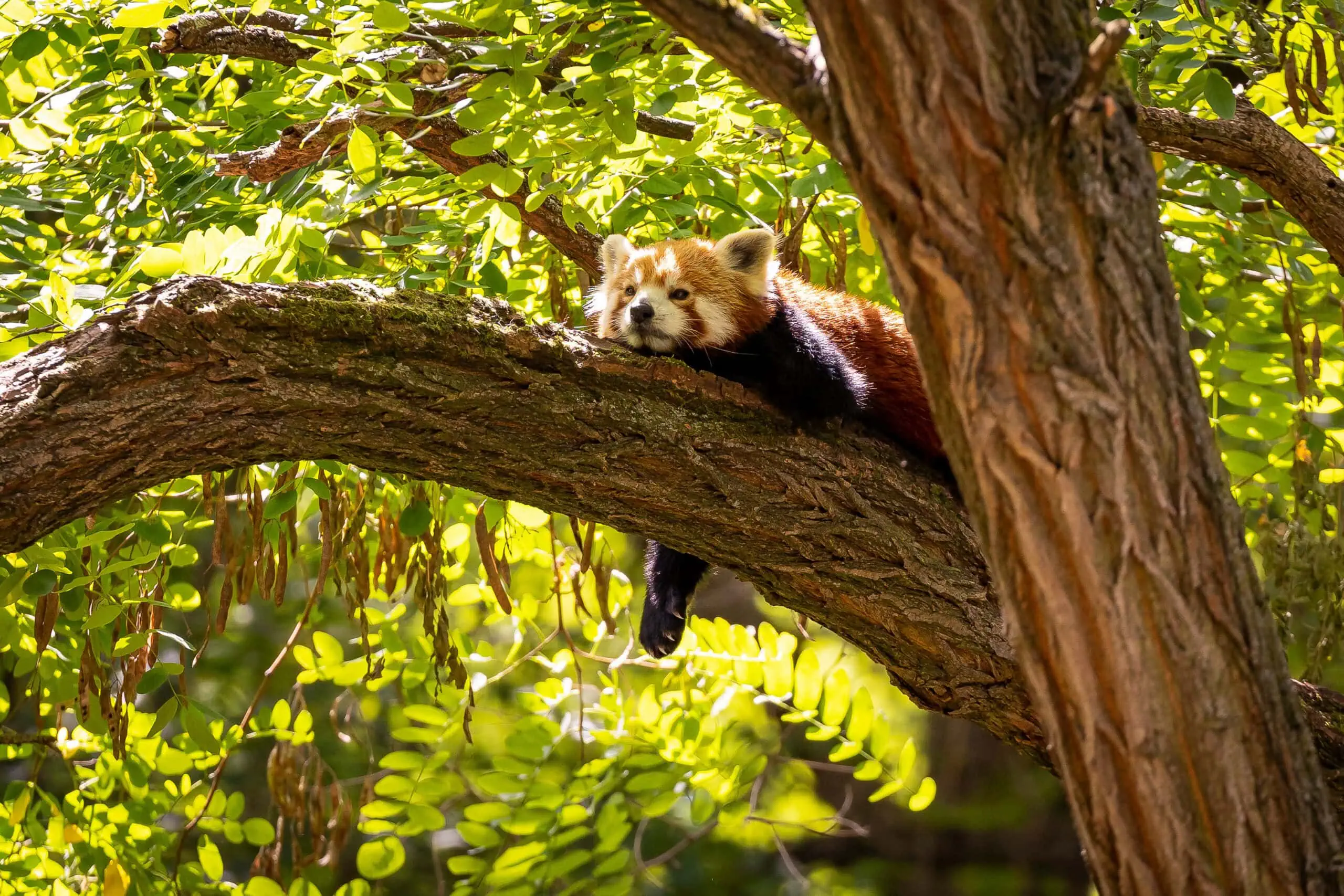 Urlaubsfeeling Für Zu Hause – Tipps Für Die Sommerferien – Ausflug In Den Tierpark Berlin // Himbeer