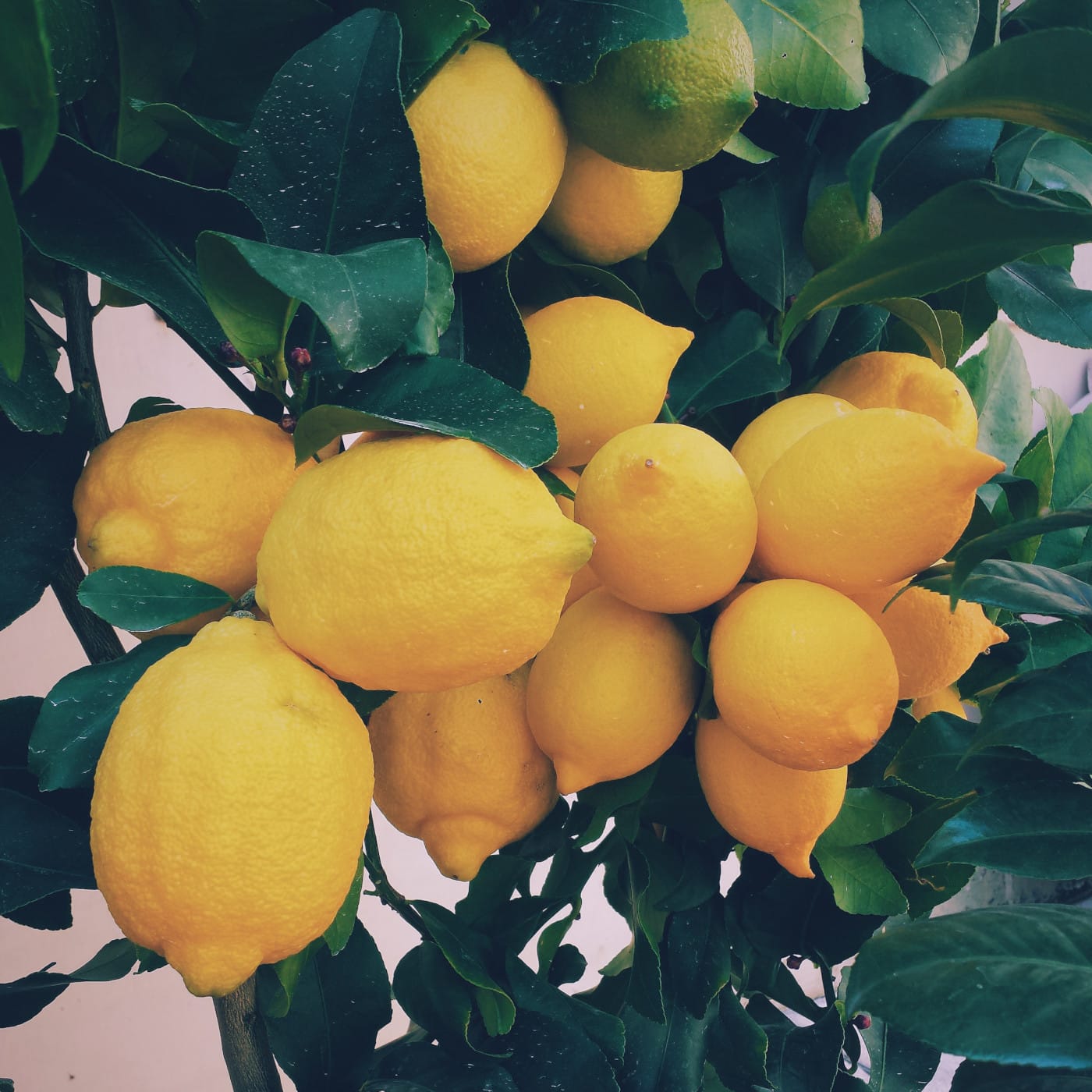 Wesentliche Zutat Für Vegane Zitronenschnitten:  Zitronen // Himbeer