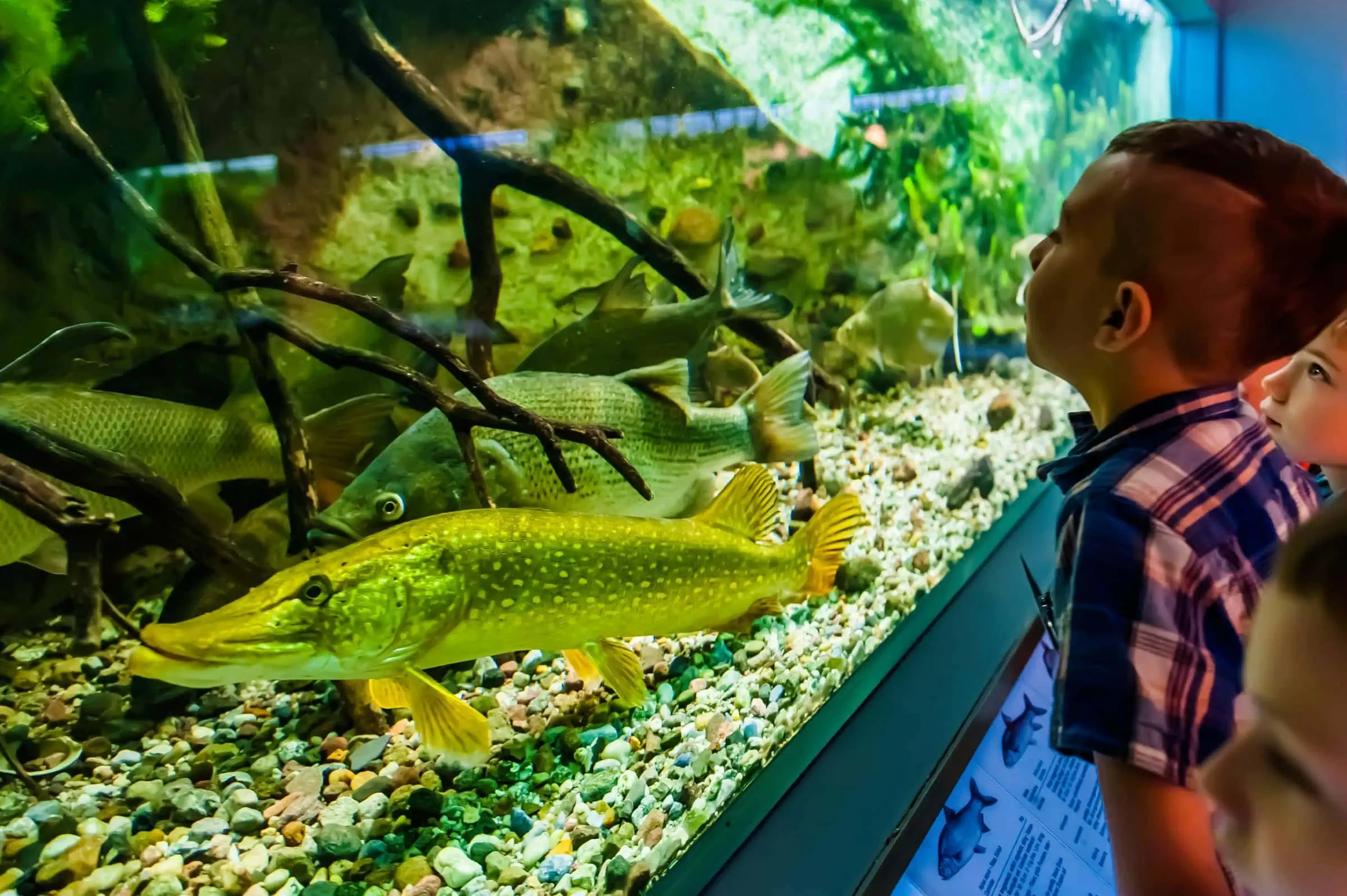 Familienwoche Im Aquarium Des Naturkundemuseums Potsdam // Himbeer
