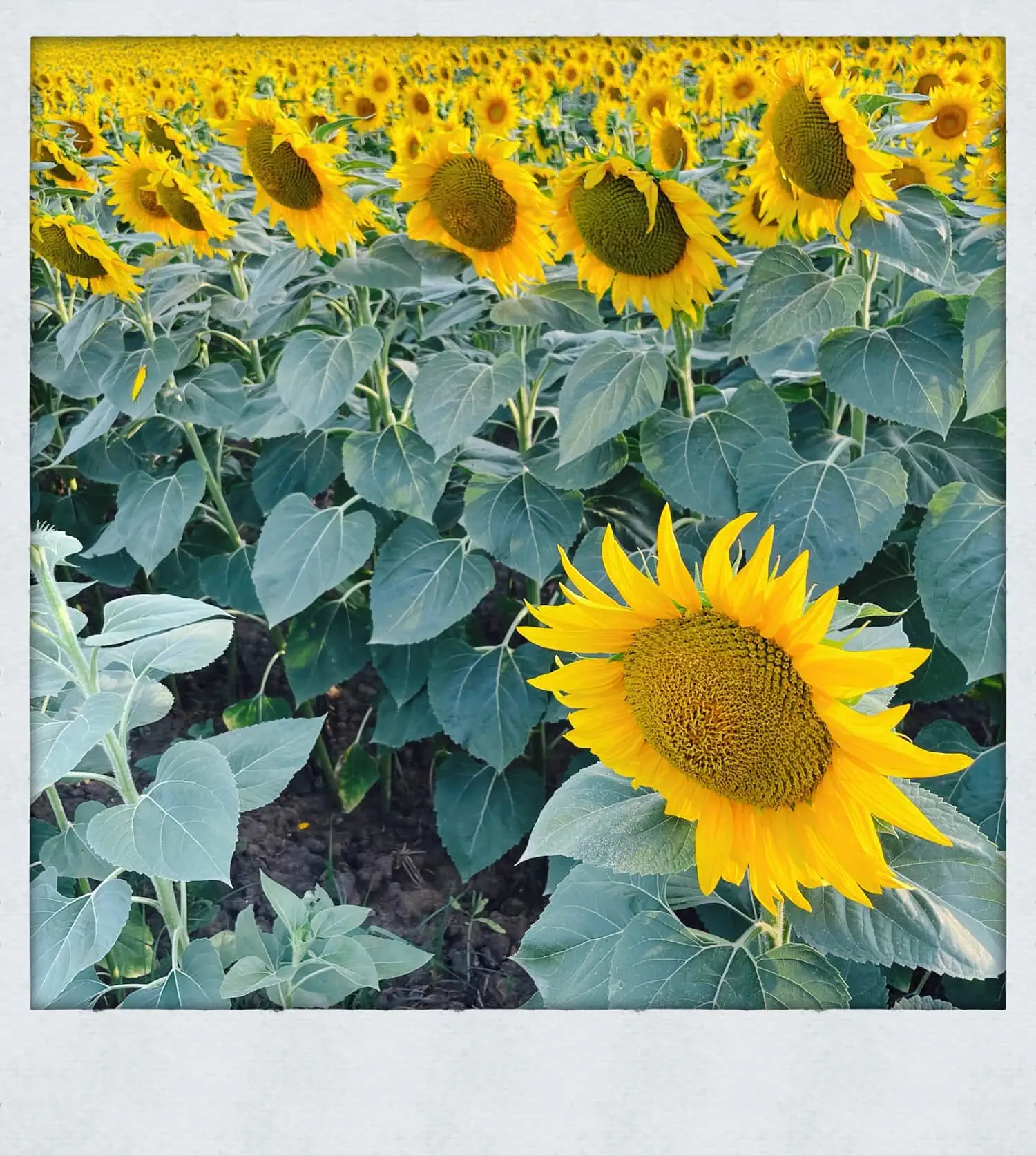 Sonnenblumenfeldgr In Rumänien // Himbeer