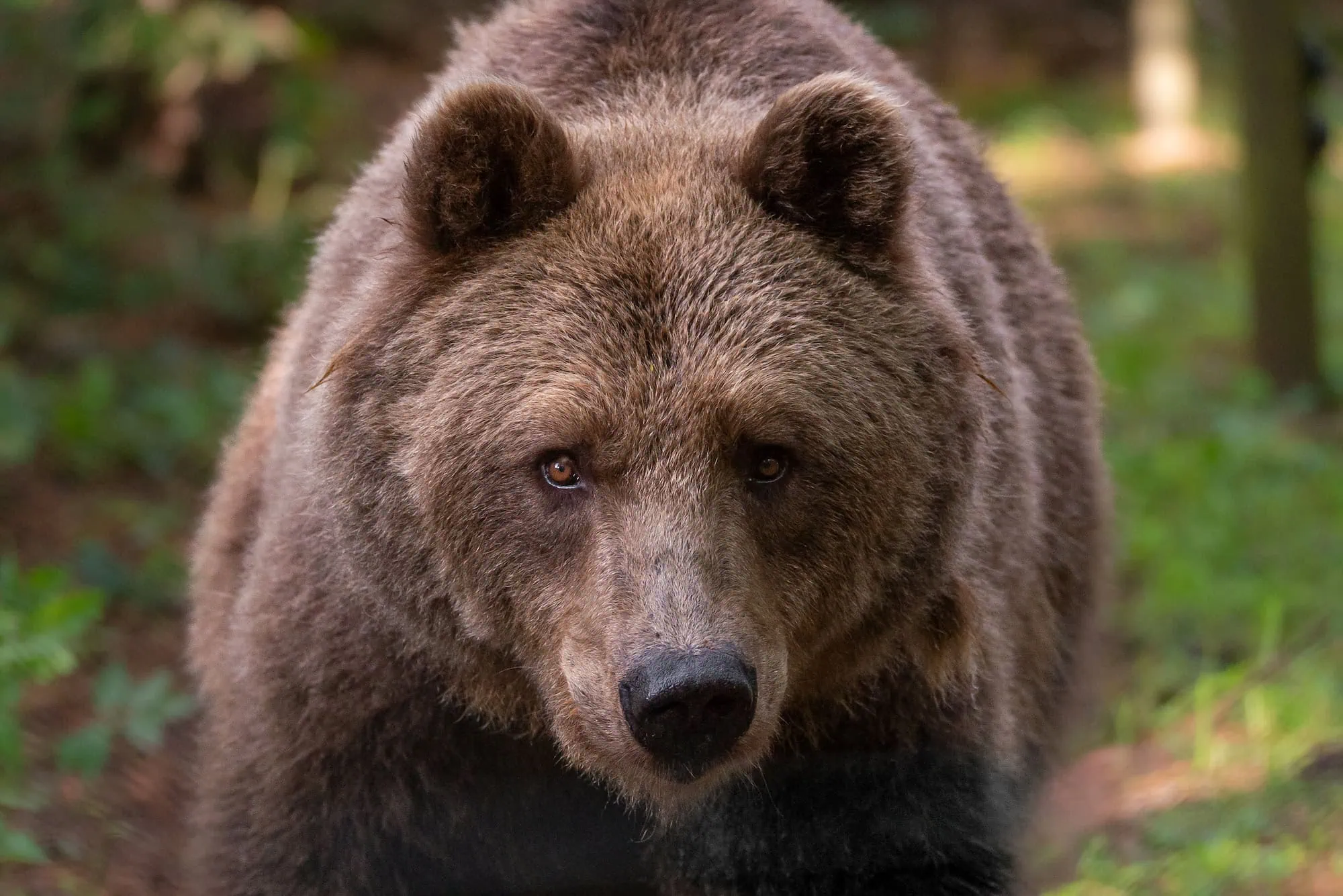 Beim Quiz Im Bärenwald Müritz Spannendes Über Den Tierschutz Und Bären Lernen // Himbeer