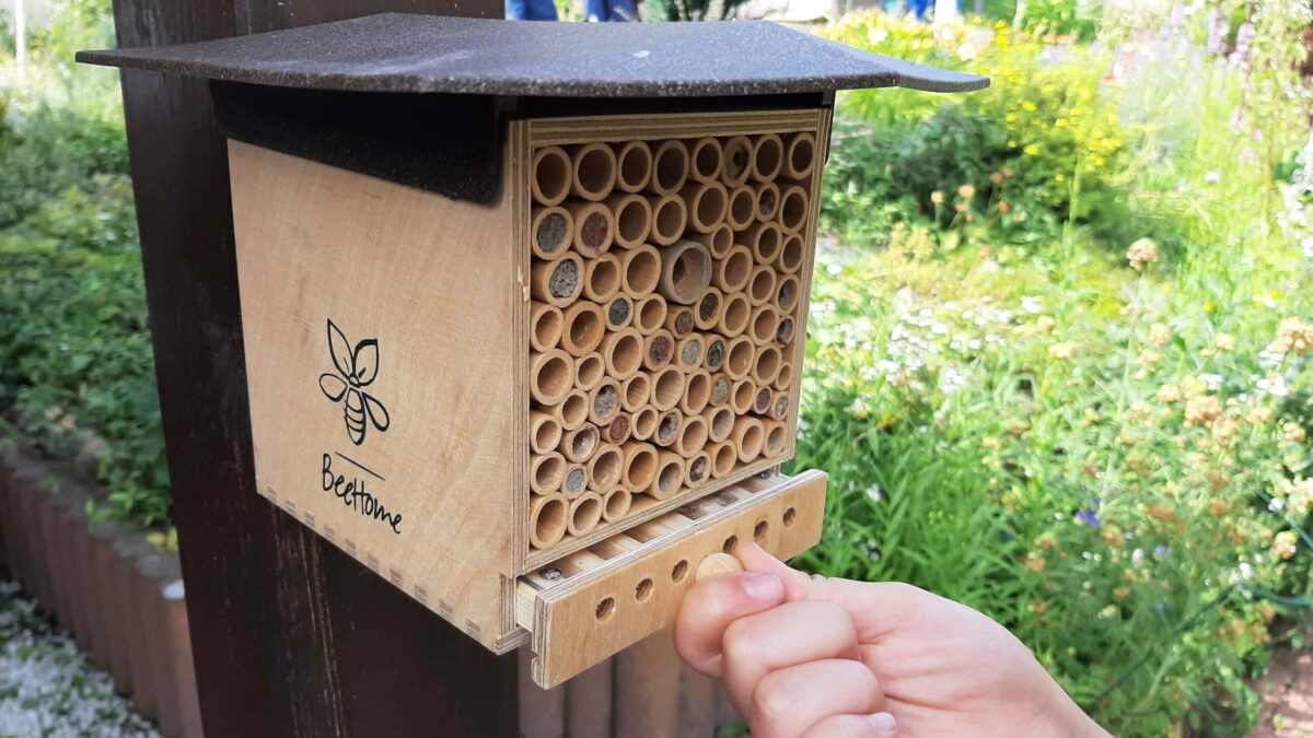 BeeHome von Pollinature im Test // HIMBEER