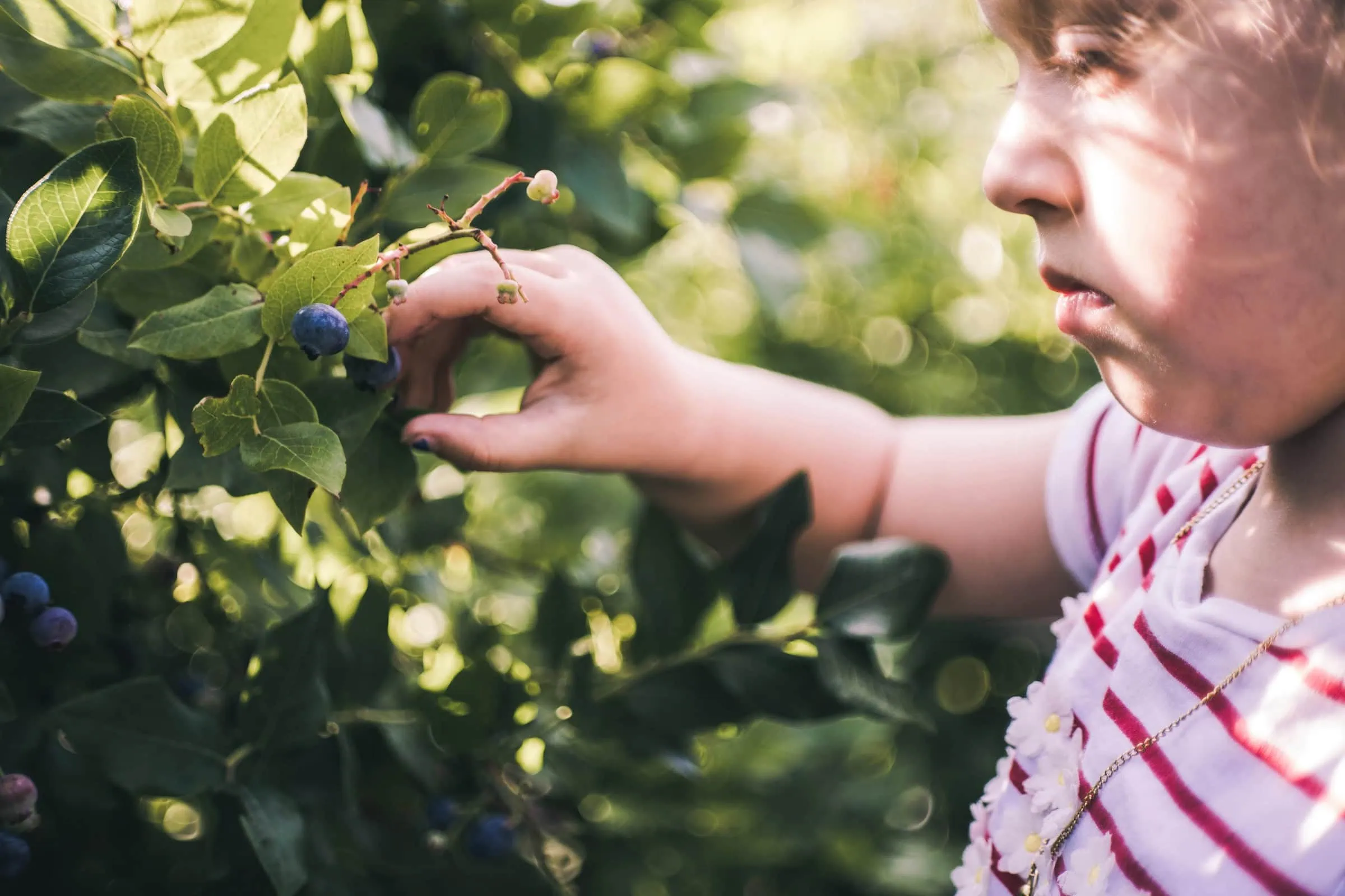 Selbstpflücke: Beeren Ernten // Himbeer