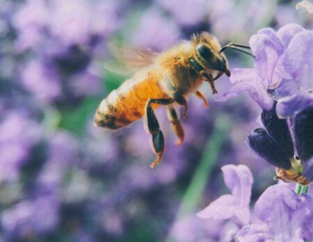 Weltbienentag – Veranstaltungen Für Kinder Und Familien Rund Um Den Welttag Der Biene In Berlin Und Umgebung // Himbeer