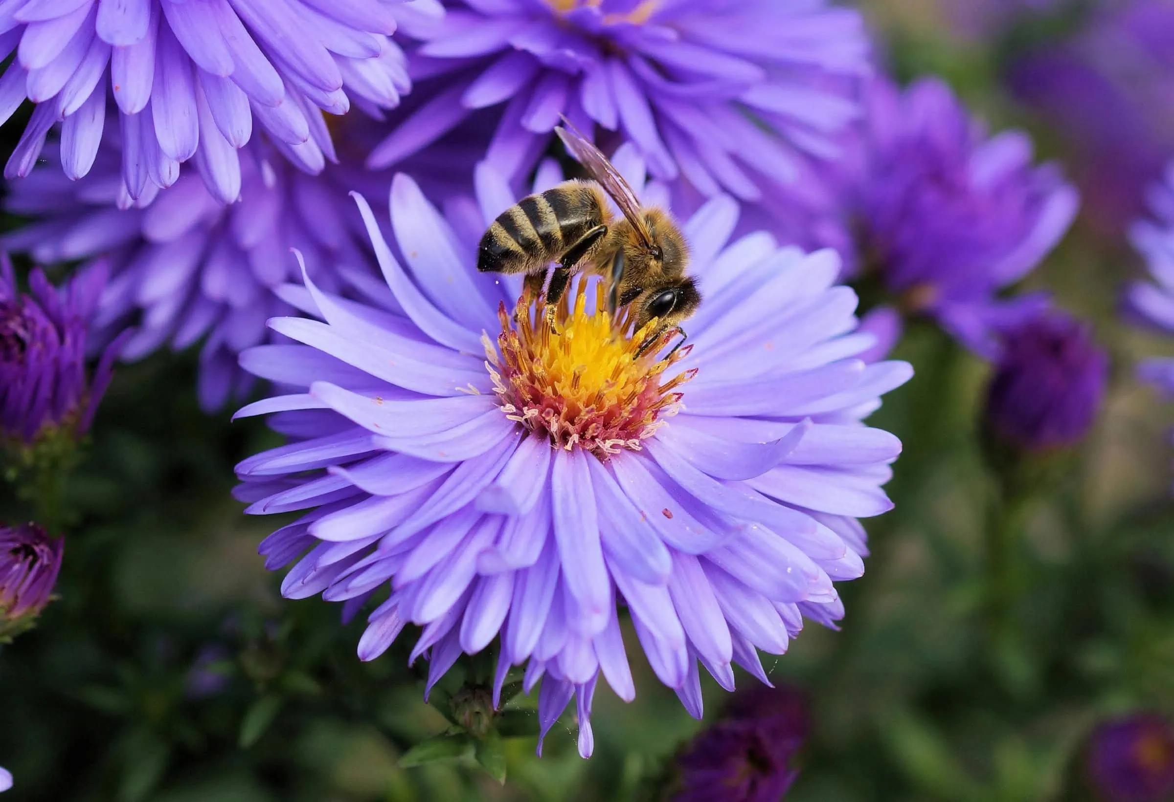 Entdeckungsreise Zu Den Wildbienen Im Ökowerk // Himbeer