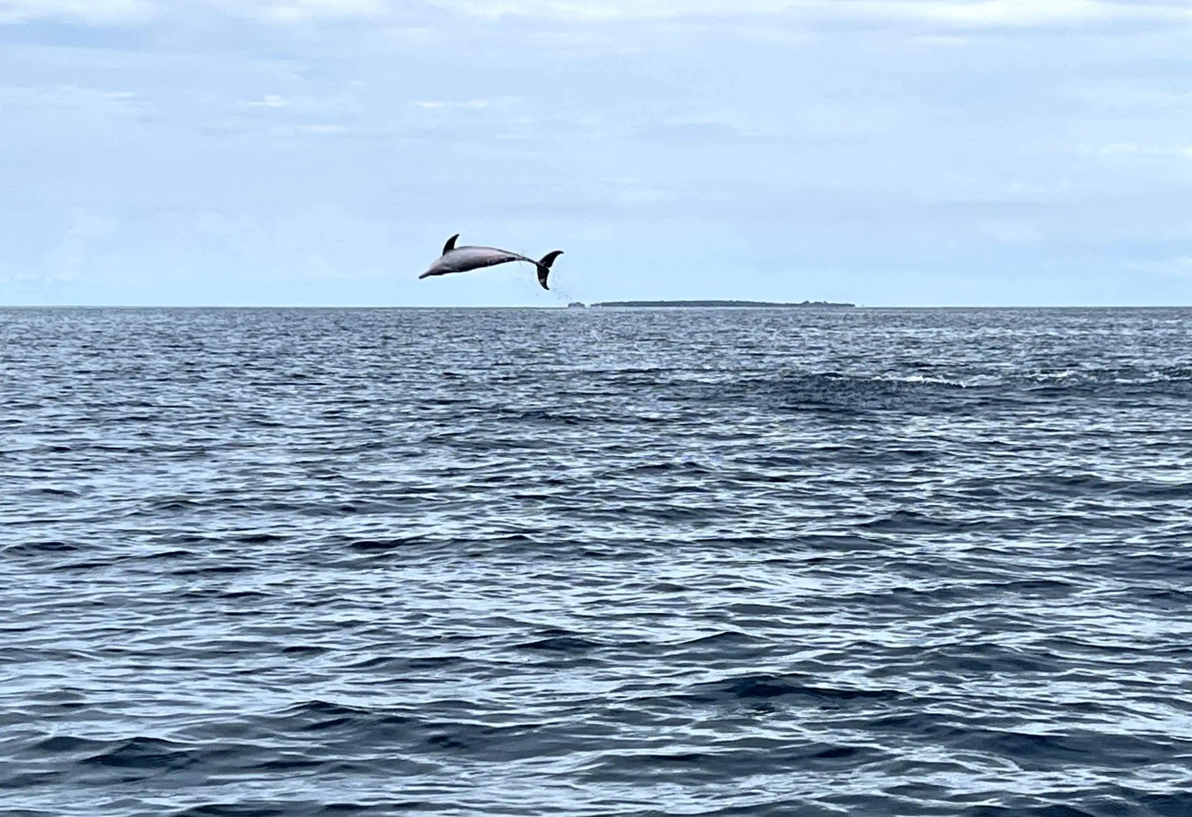 Bootsausflug In Sansibar Mit Delfinen // Himbeer