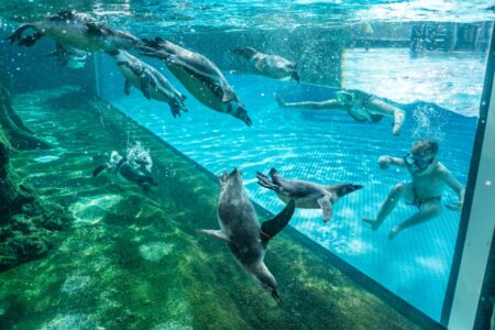 Schwimmen Mit Pinguinen In Den Spreewelten Lübbenau // Himbeer