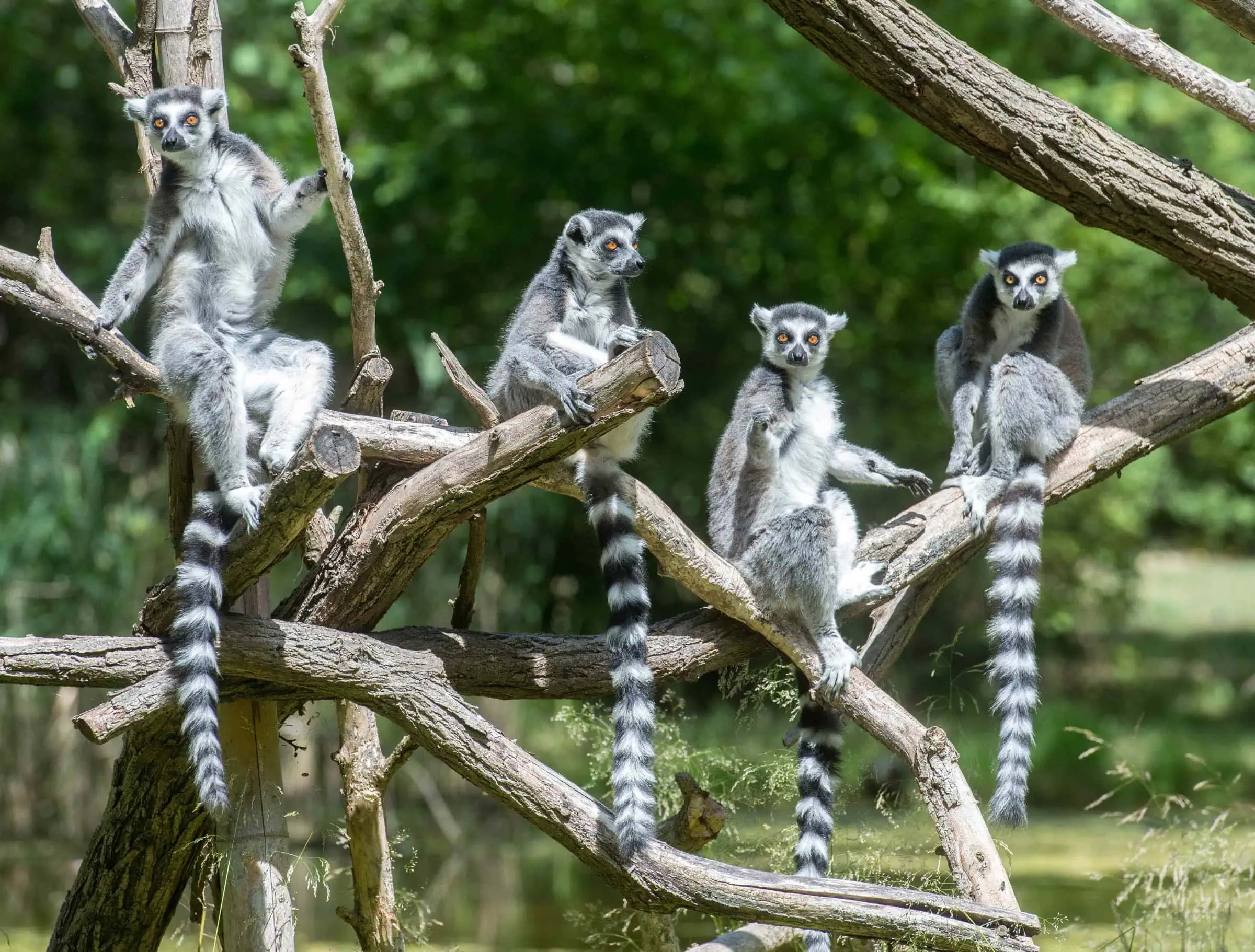 Katta C Tierpark Berlin