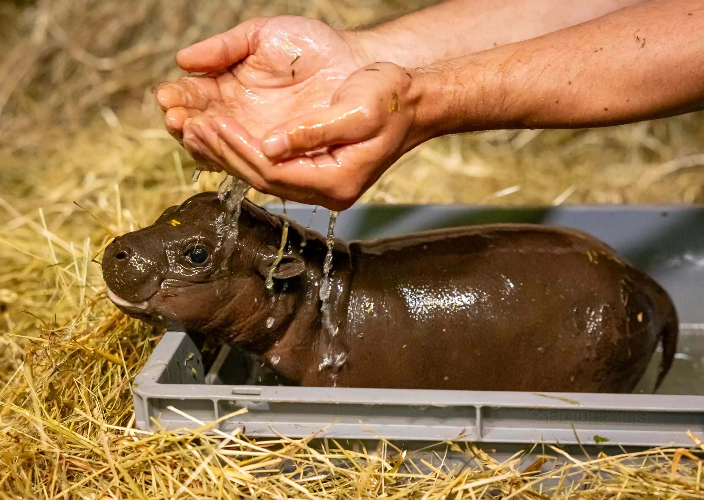 Zwergflusspferdchen Im Zoo Berlin // Himbeer