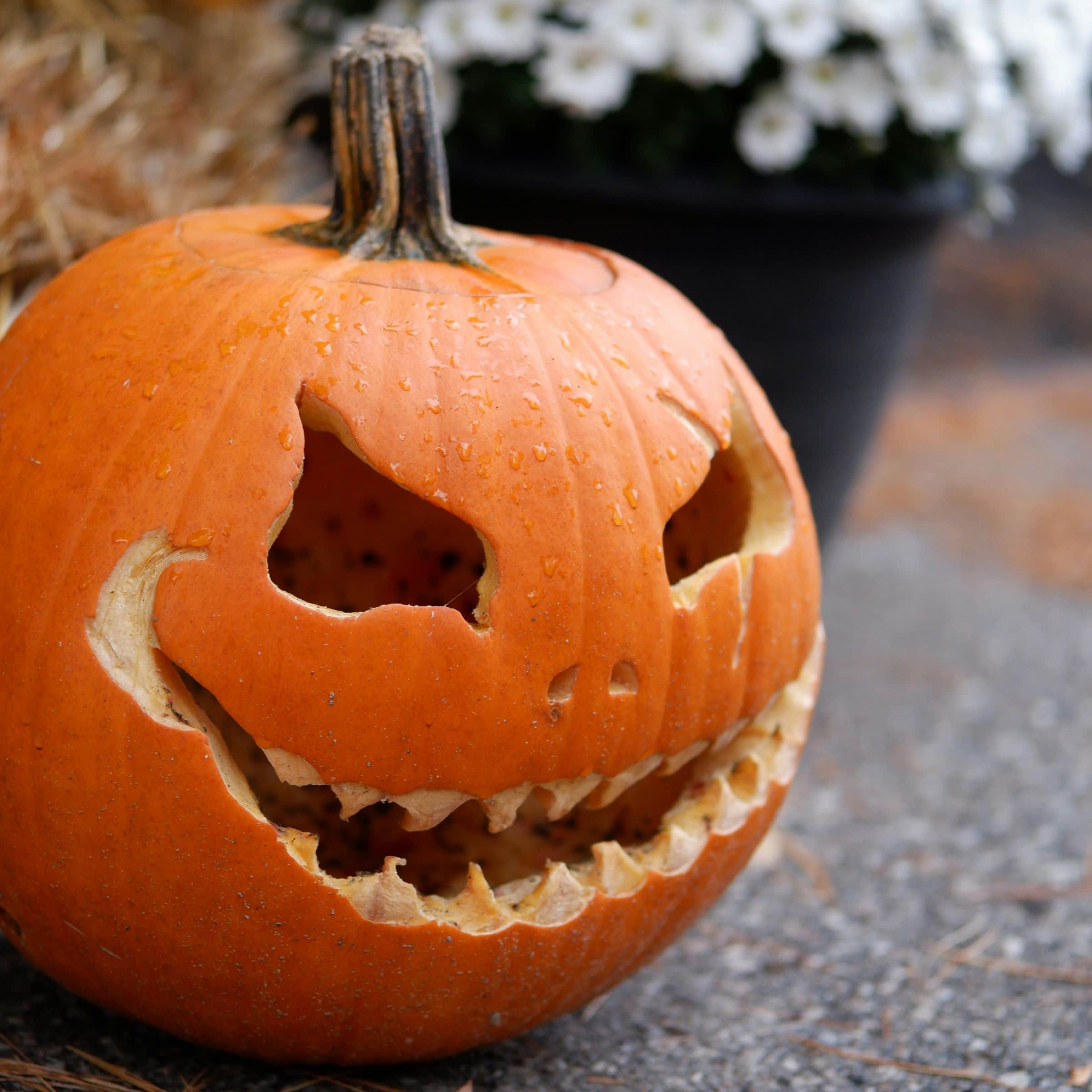 Herbstfest Volkspark Potsdam C Unsplash Kateryna T