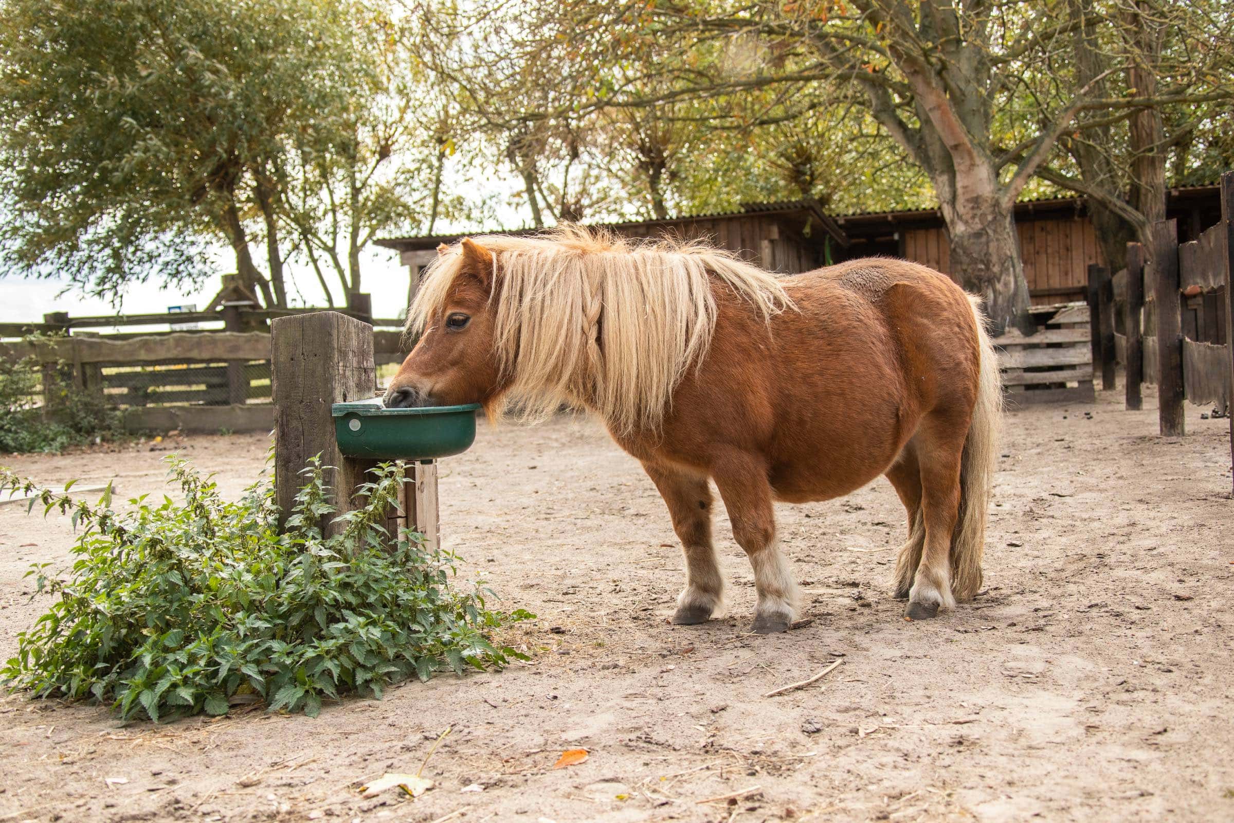 Mini Tipps Im November: Hoffest Auf Dem Marienhof // Himbeer 