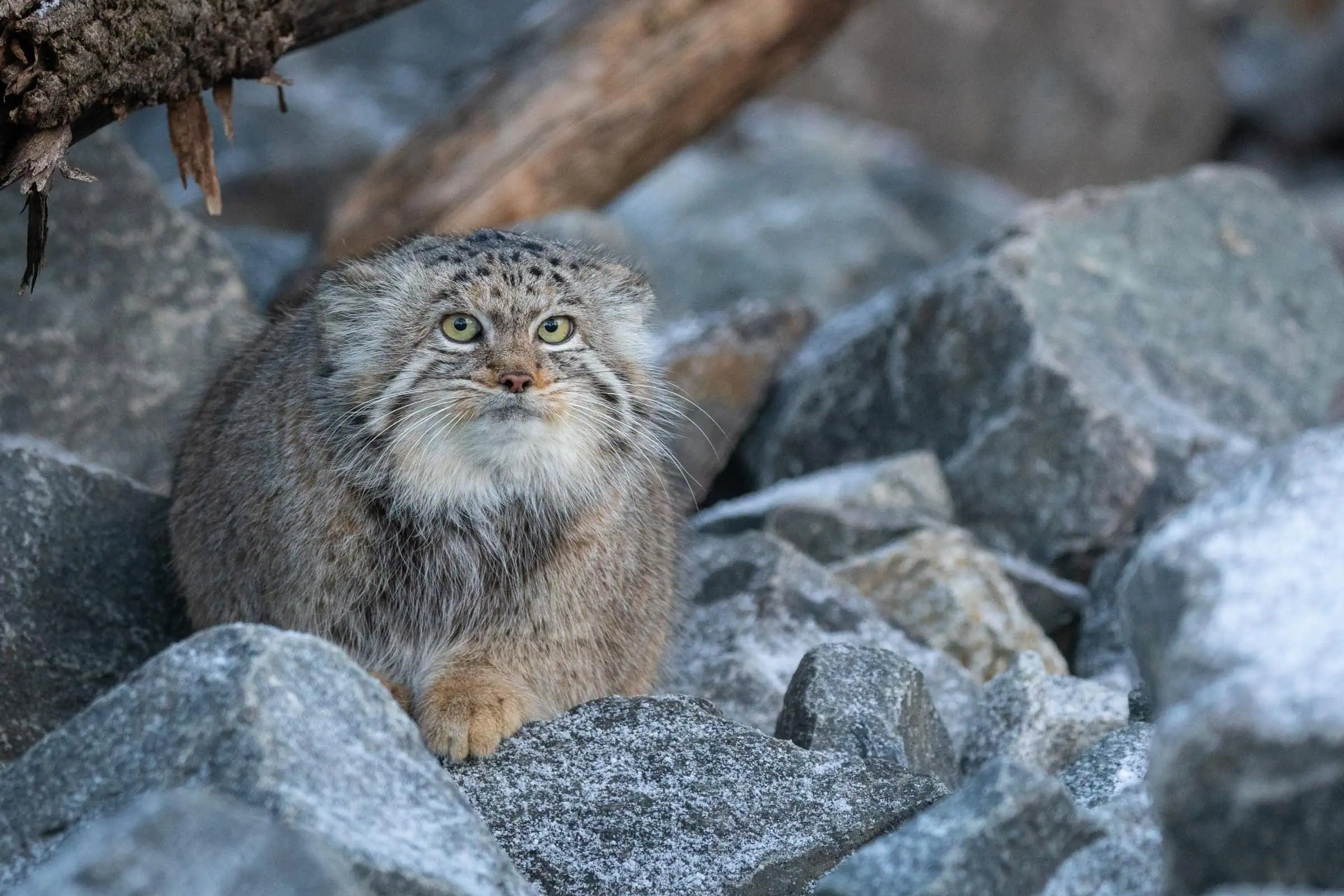 Gruselige Tierwelt Im Oktober Im Tierpark Berlin // Himbeer