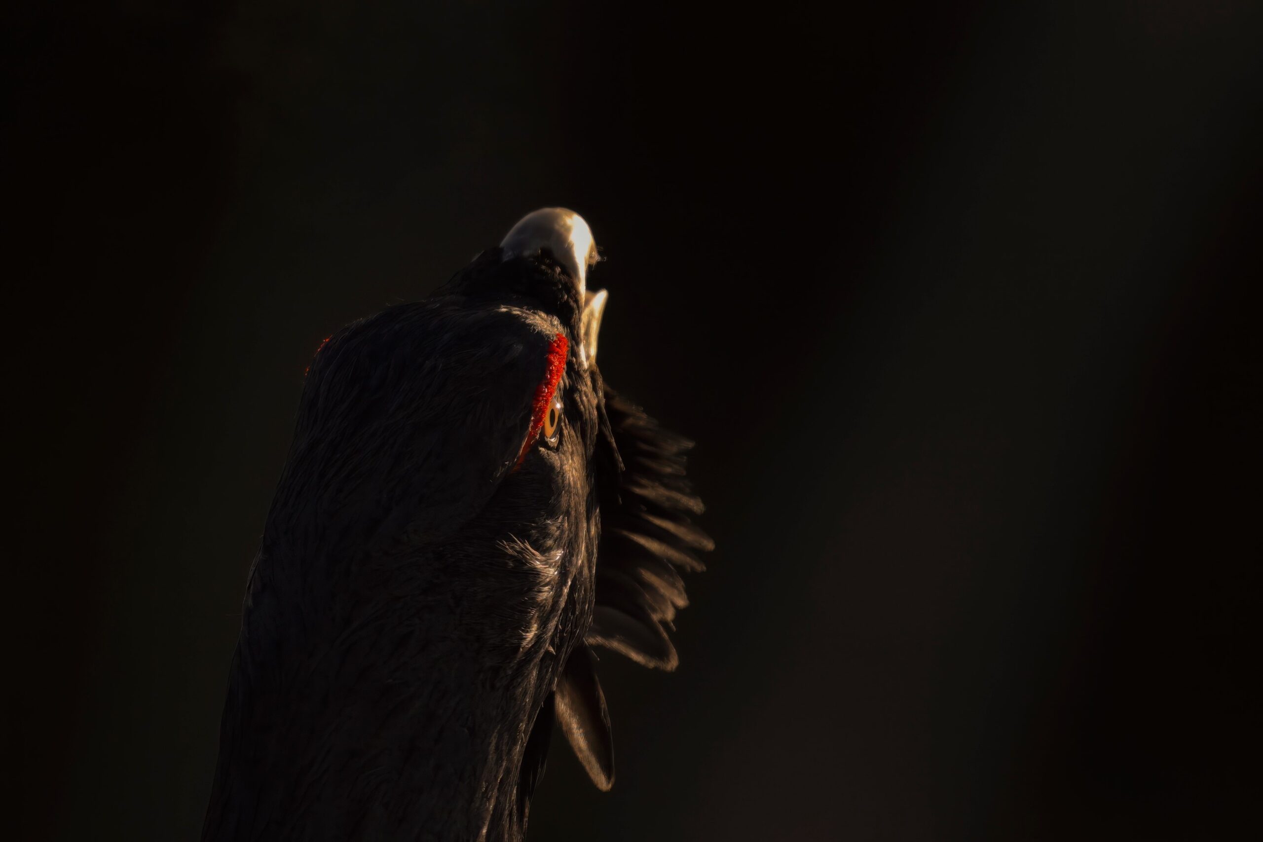 Kinofilm – Naturdokumentation „Das Flüstern Der Wälder“