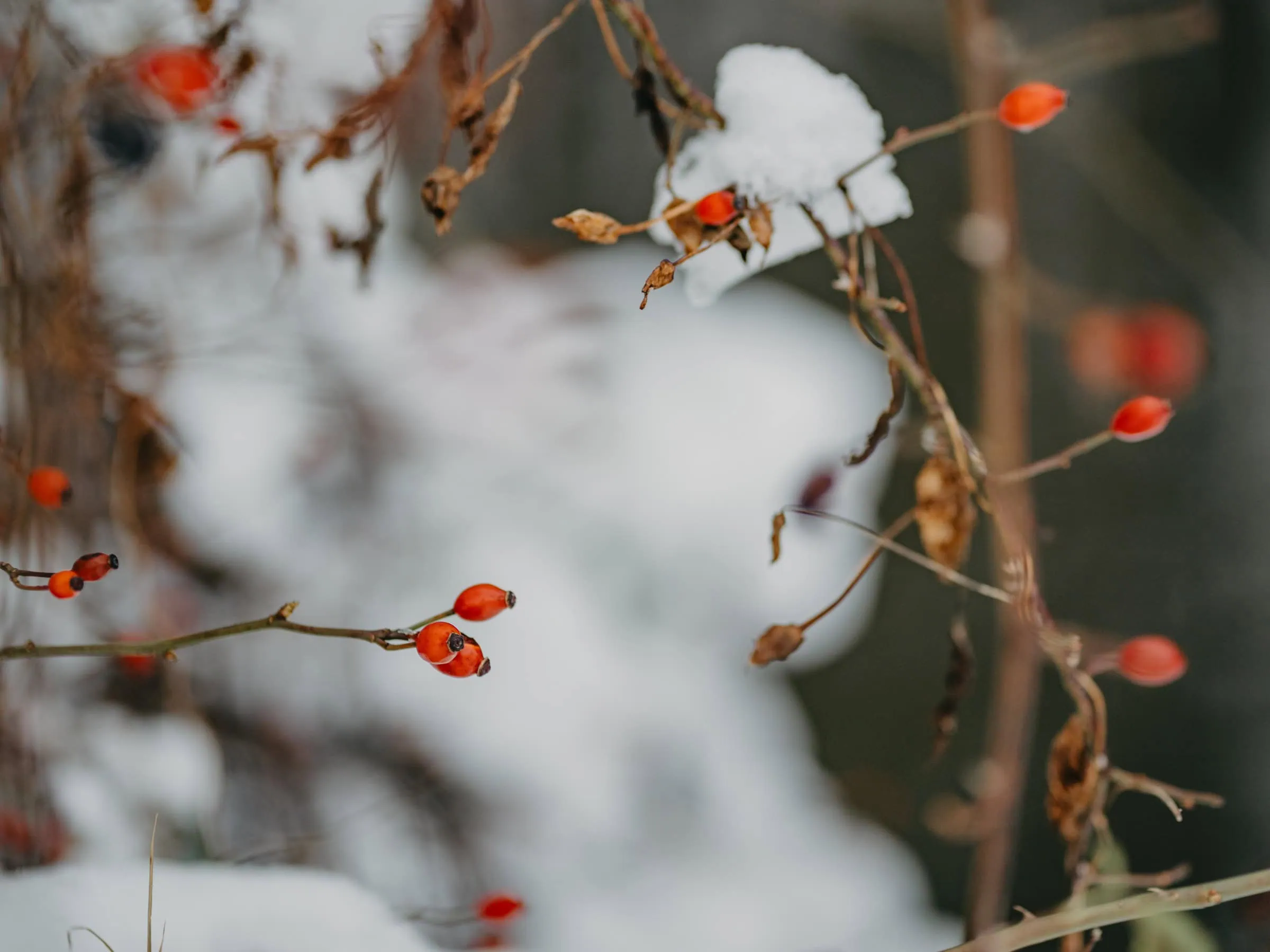 Ausflugstipp Für Familien: Spreewald Im Winter – In Vergangene Zeiten Eintauchen // Himbeerausflugstipp Für Familien: Spreewald Im Winter – In Vergangene Zeiten Eintauchen // Himbeerausflugstipp Für Familien: Spreewald Im Winter – In Vergangene Zeiten Eintauchen // Himbeerausflugstipp Für Familien: Spreewald Im Winter – In Vergangene Zeiten Eintauchen // Himbeerausflugstipp Für Familien: Spreewald Im Winter – In Vergangene Zeiten Eintauchen // Himbeerausflugstipp Für Familien: Spreewald Im Winter // Himbeer