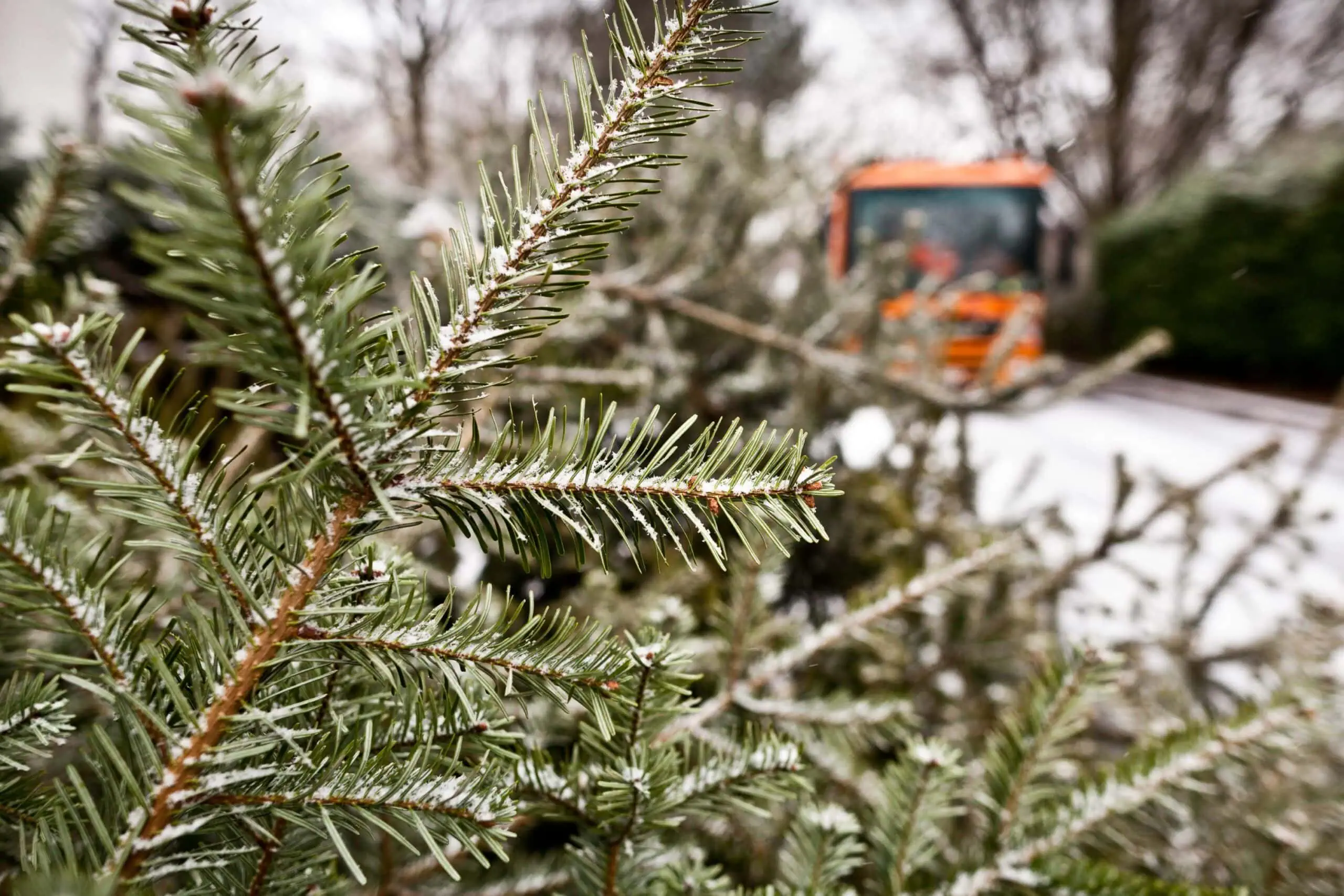 Neu Im Februar: Weihnachtsbaum-Entdecker-Service Der Bsr // Himbeer