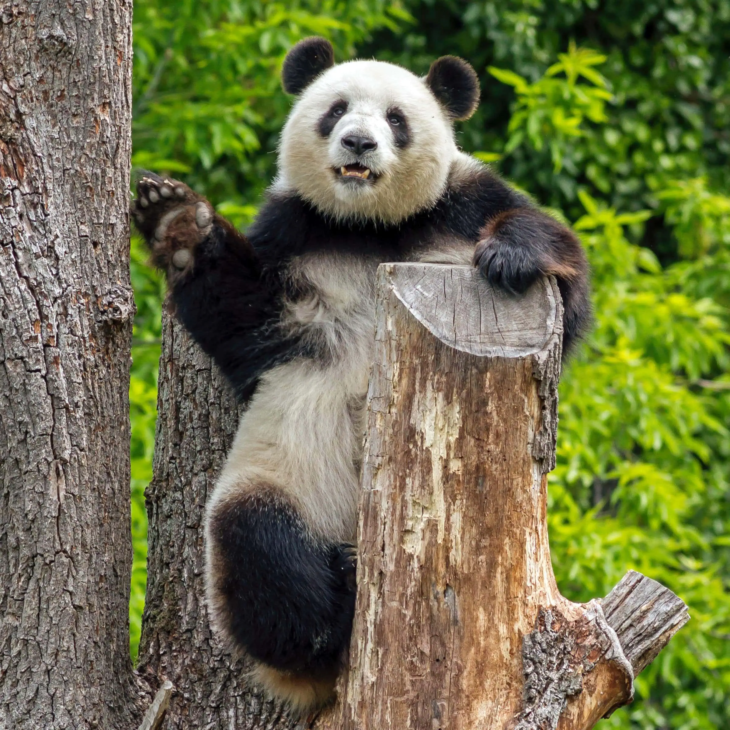 Großer Panda Im Zoo Berlin // Himbeer