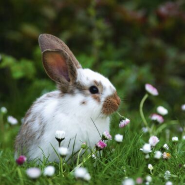 Oster-Gewinnspiel 2026 // Himbeer