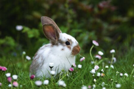 Oster-Gewinnspiel 2026 // Himbeer