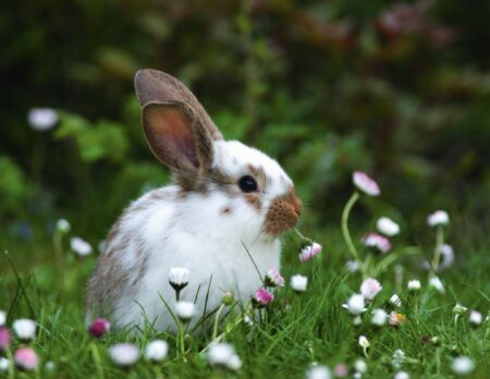 Oster-Gewinnspiel 2026 // Himbeer