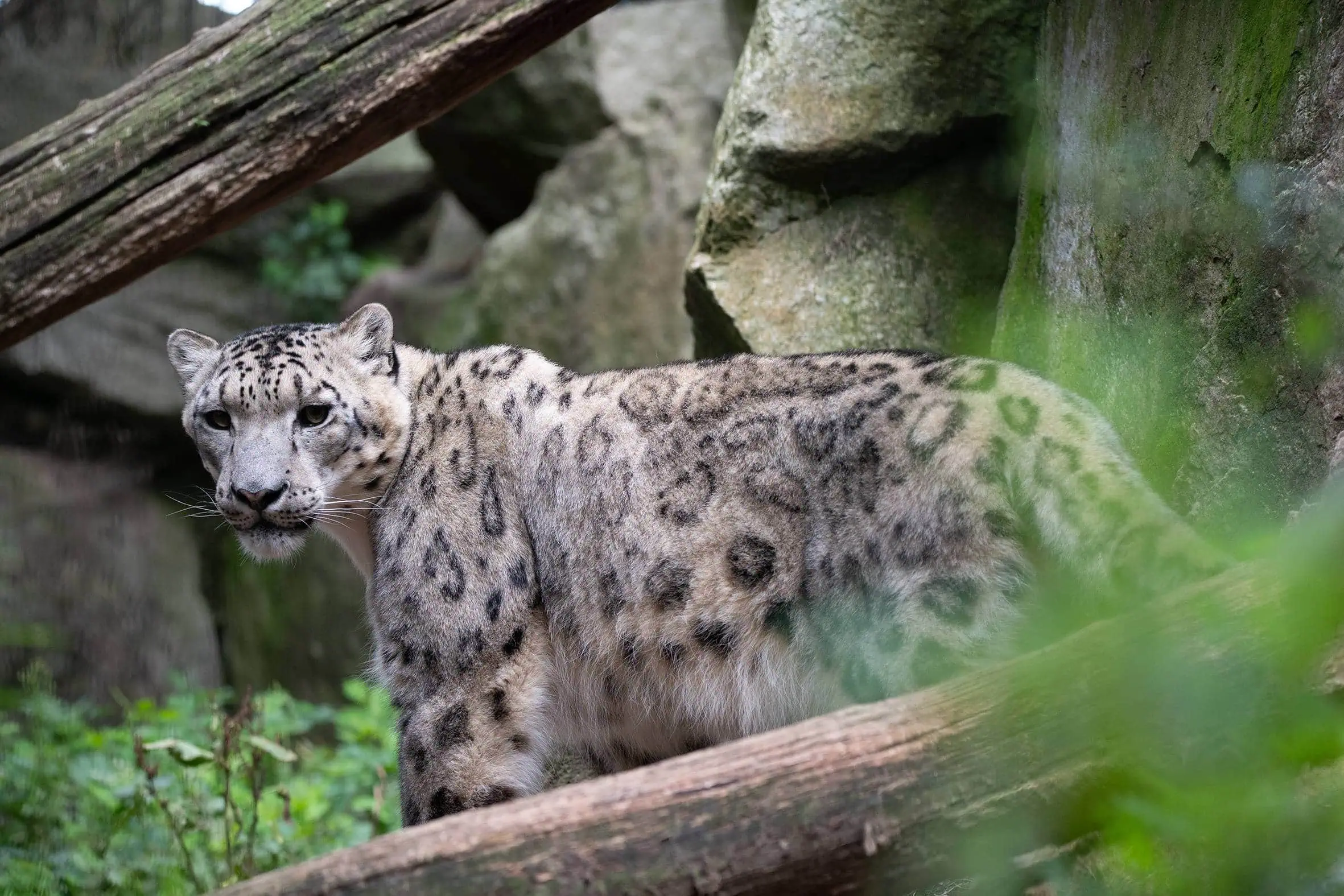 10 Jahre Wildkatzen Im Barnim – Großes Jubiläumsfest // Himbeer