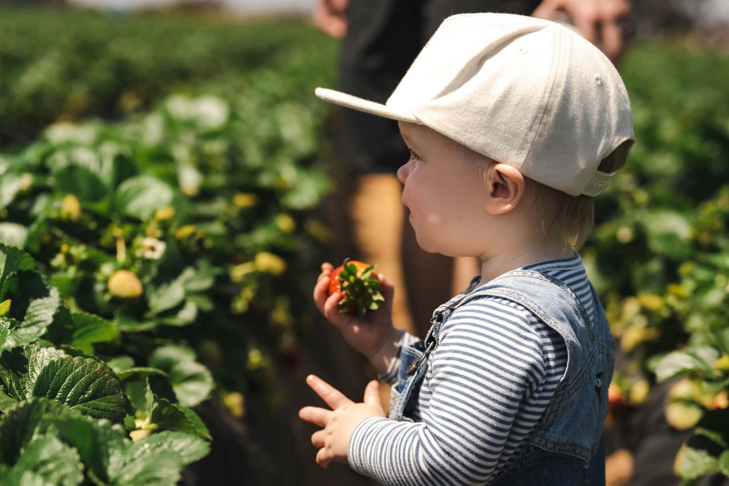 Erntezeit! Erdbeeren Pflücken In Und Um Berlin