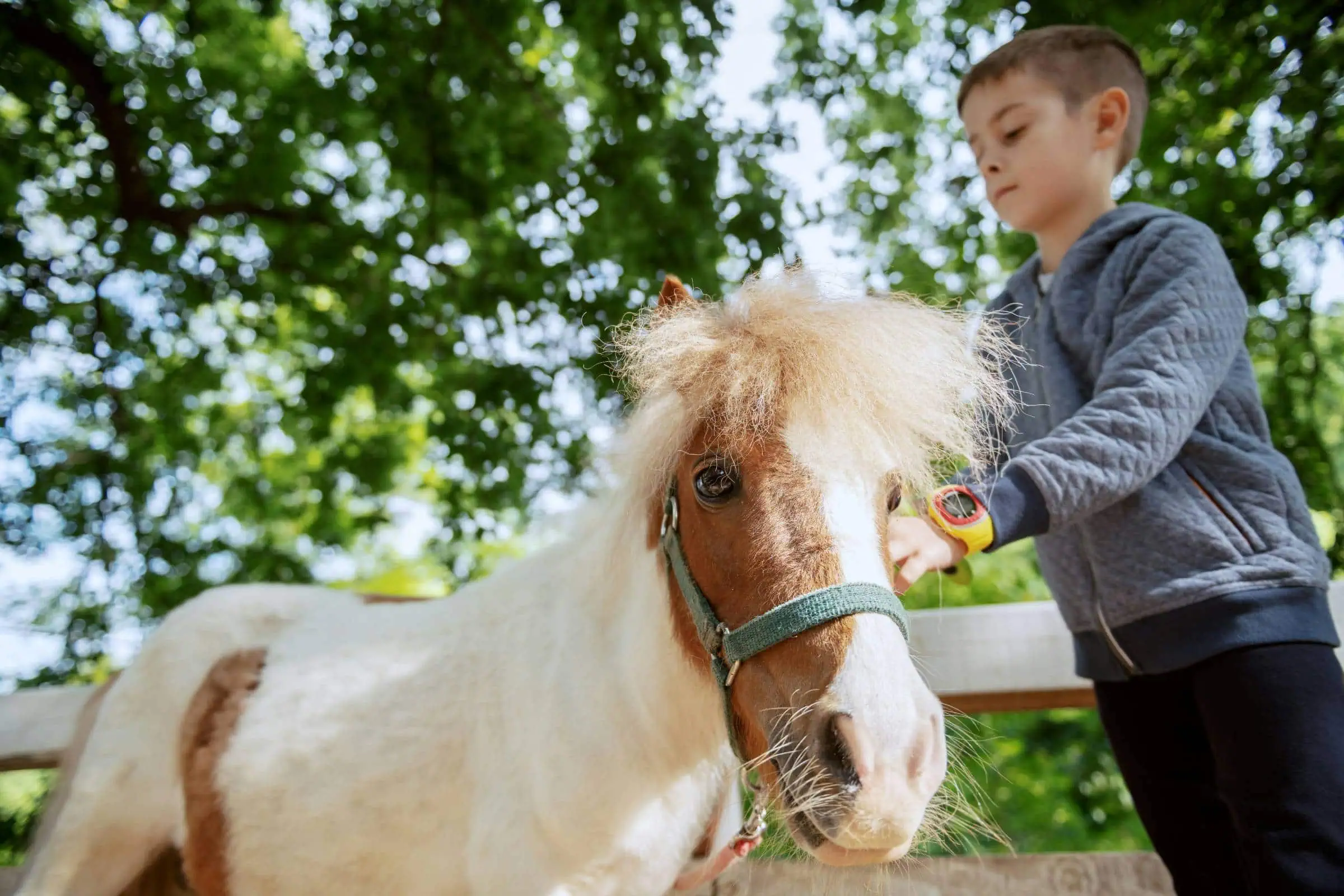Sommerfest Der Albert Schweitzer Stiftung – Wohnen &Amp; Betreuen, Tolles Familienprogramm // Himbeer