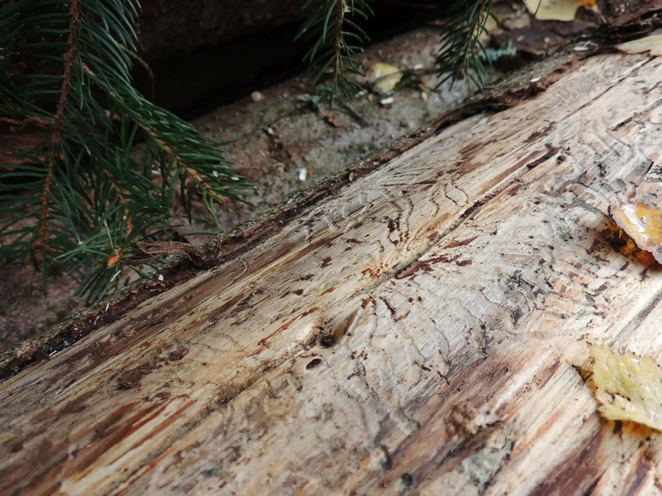 Kunstgewerbemuseum: Symbiotic Wood