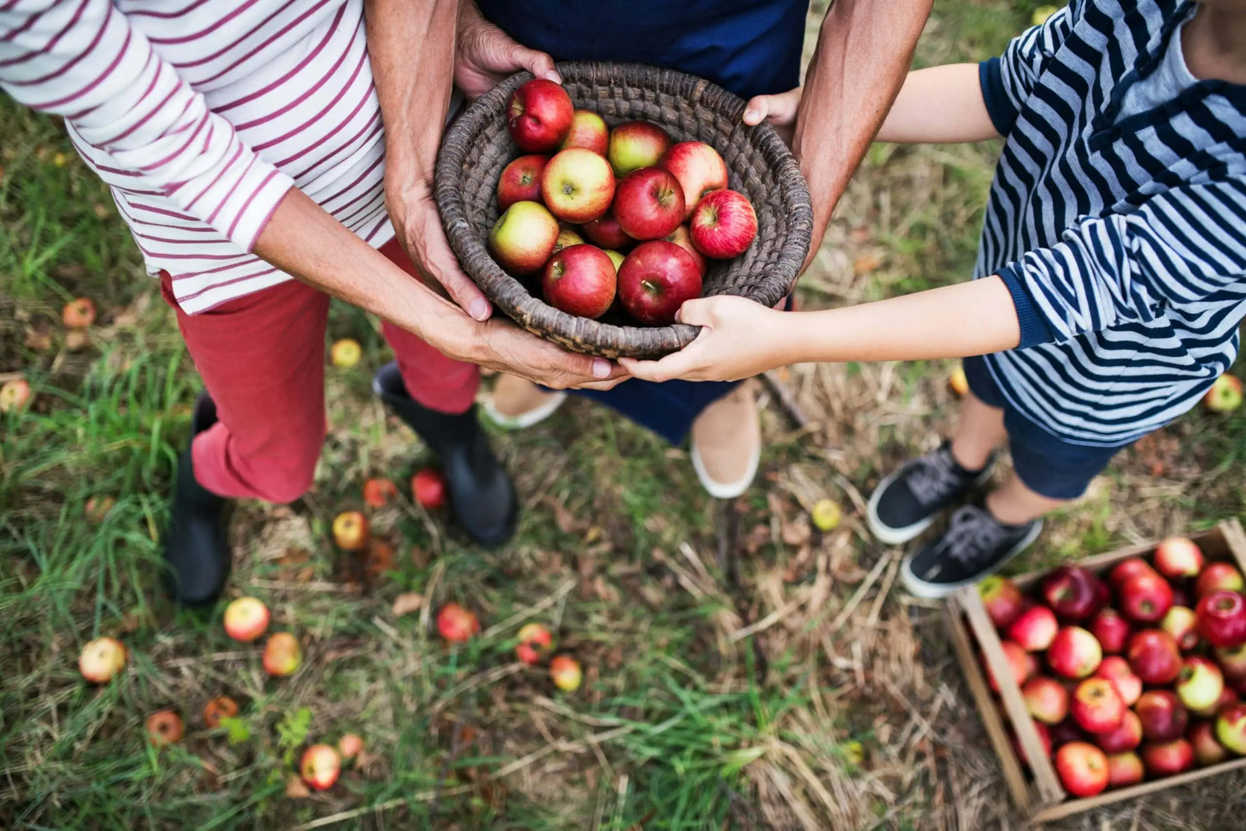 Die Apfelernte Kann Beginnen, Wiedereröffnung Des Hofladens Auf Dem Obstgut Müller, Familienausflug // Himbeer