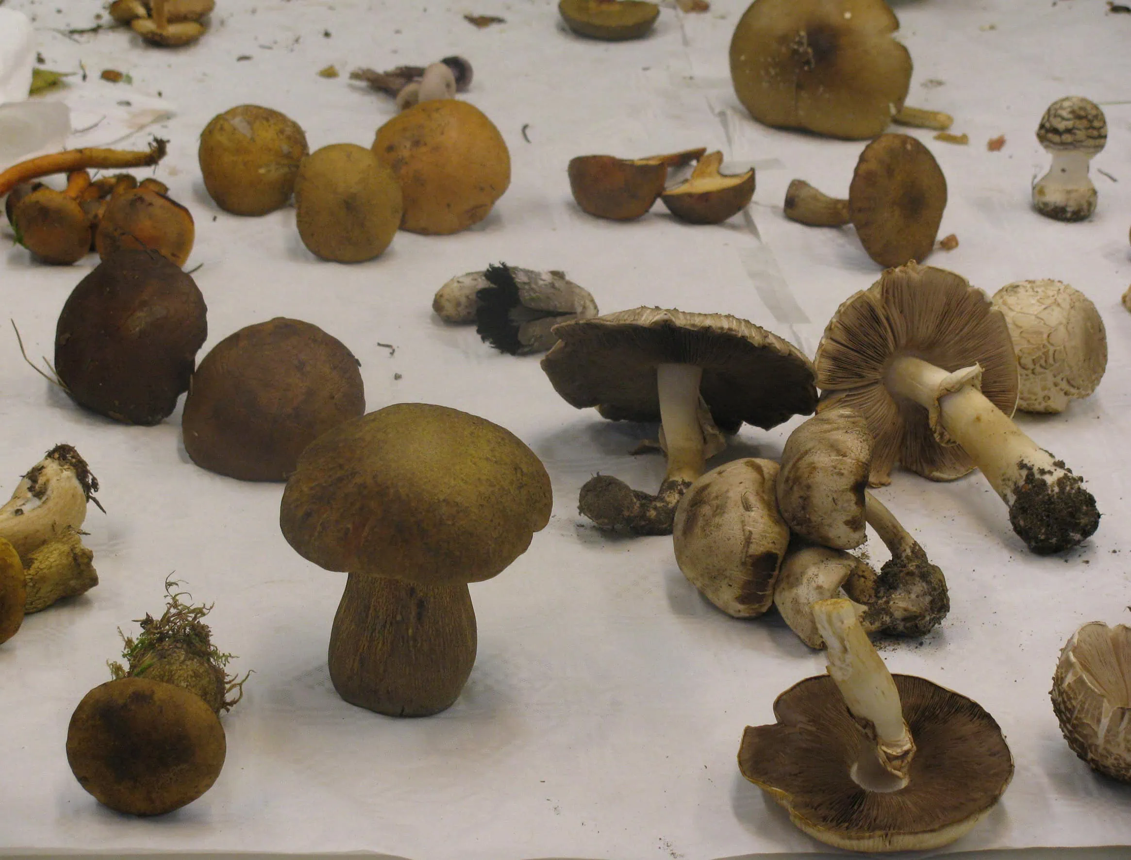 Pilzberatung Im Botanischen Garten Und Museum // Himbeer