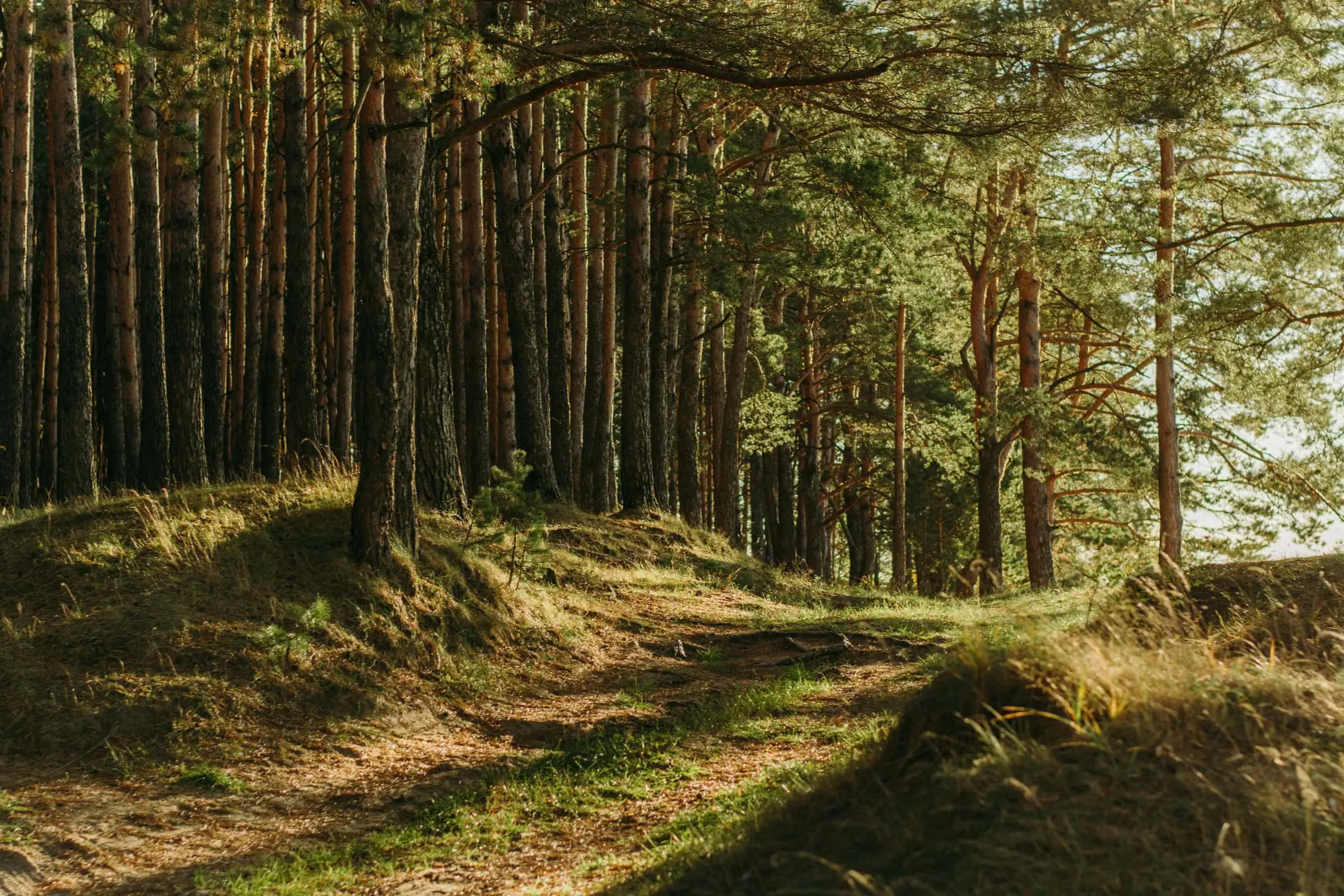 Familienworkshop Der Wald Protestiert!, Humboldt Forum // Himbeer