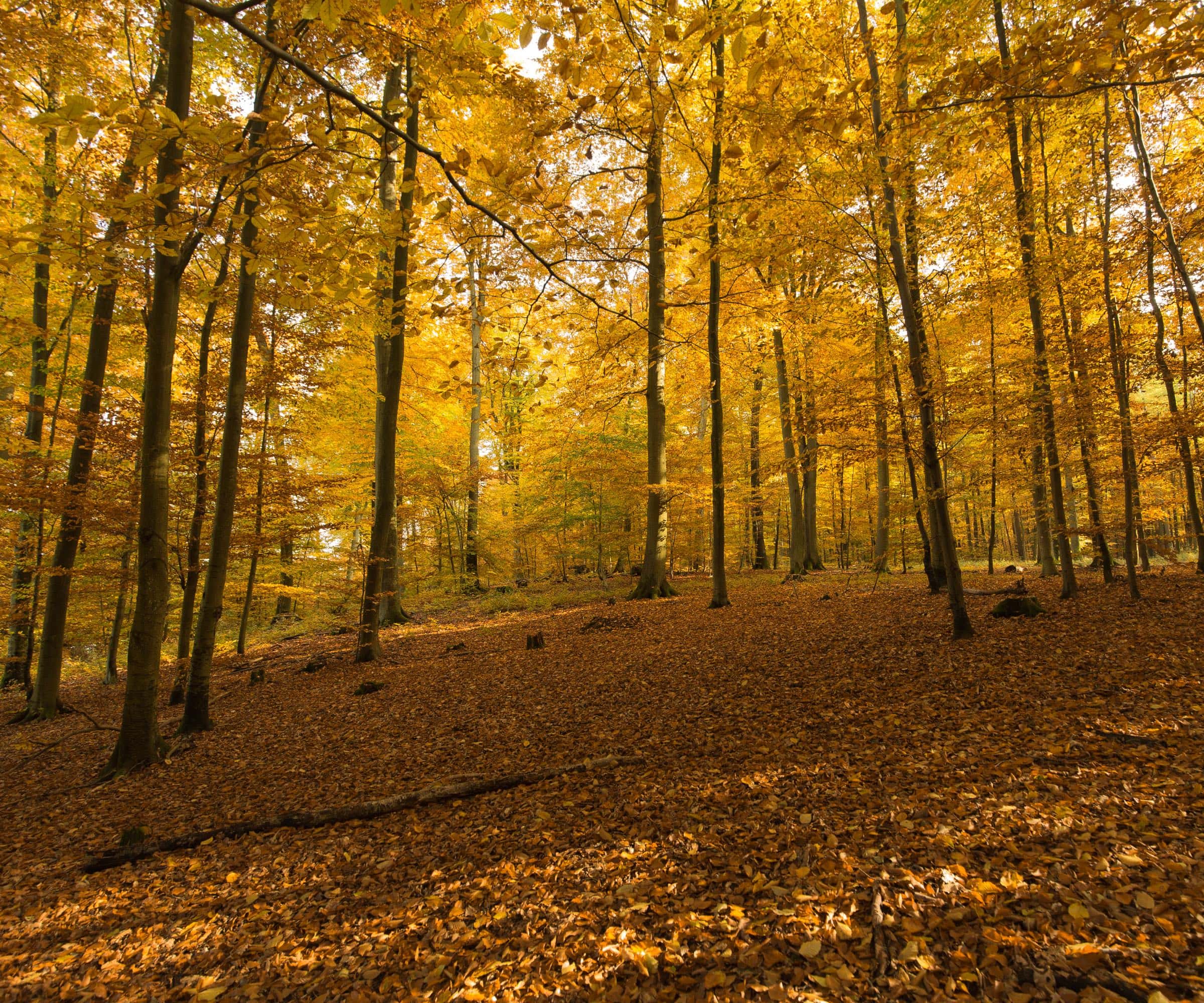Pilzführungen Und Herbstausflüge In Brandenburg Mit Kindern – Pilze Sammeln Im Wald