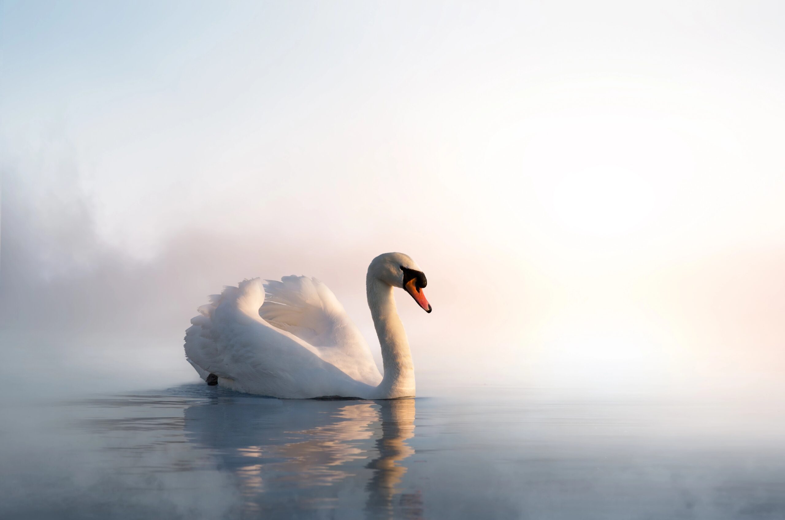 Berliner Märchentage // Himbeer