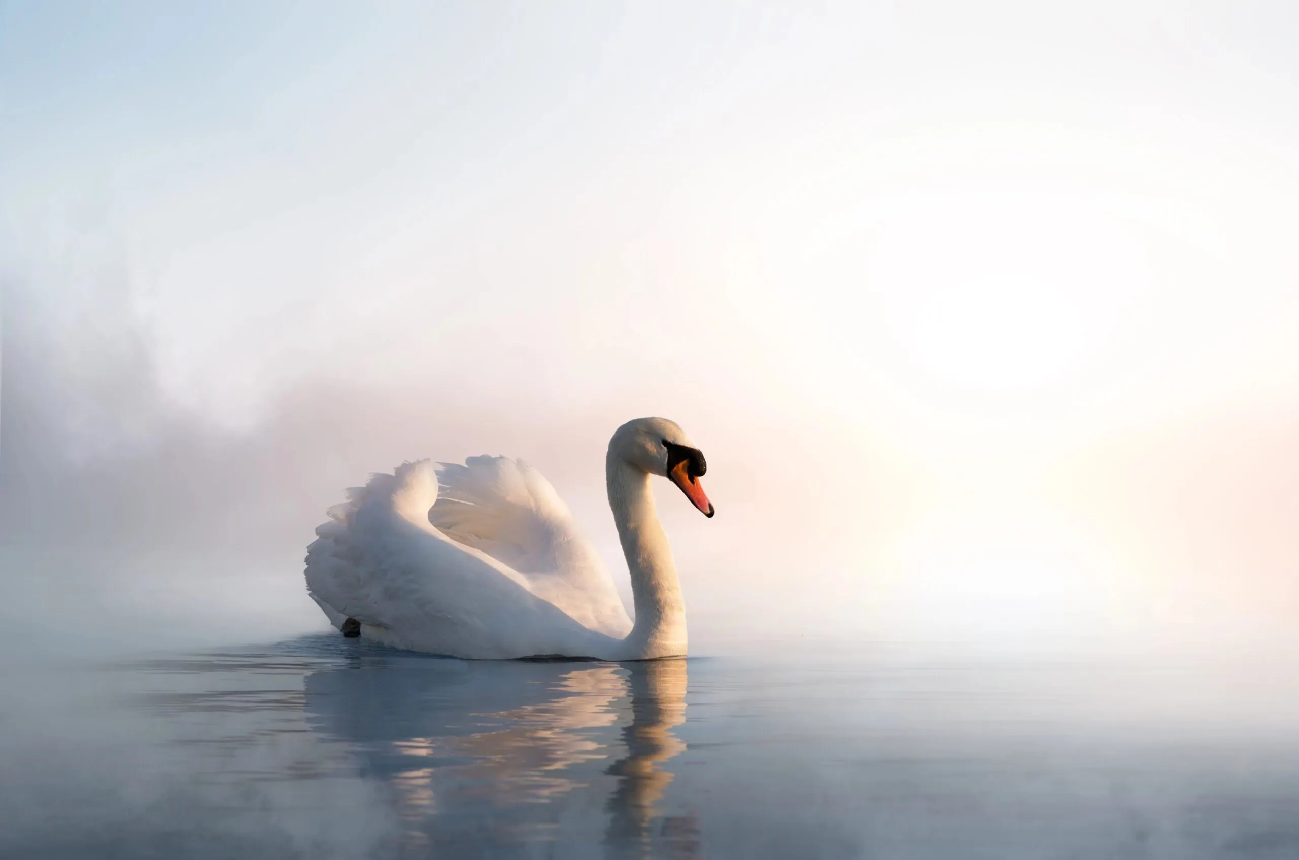 Berliner Märchentage // Himbeer