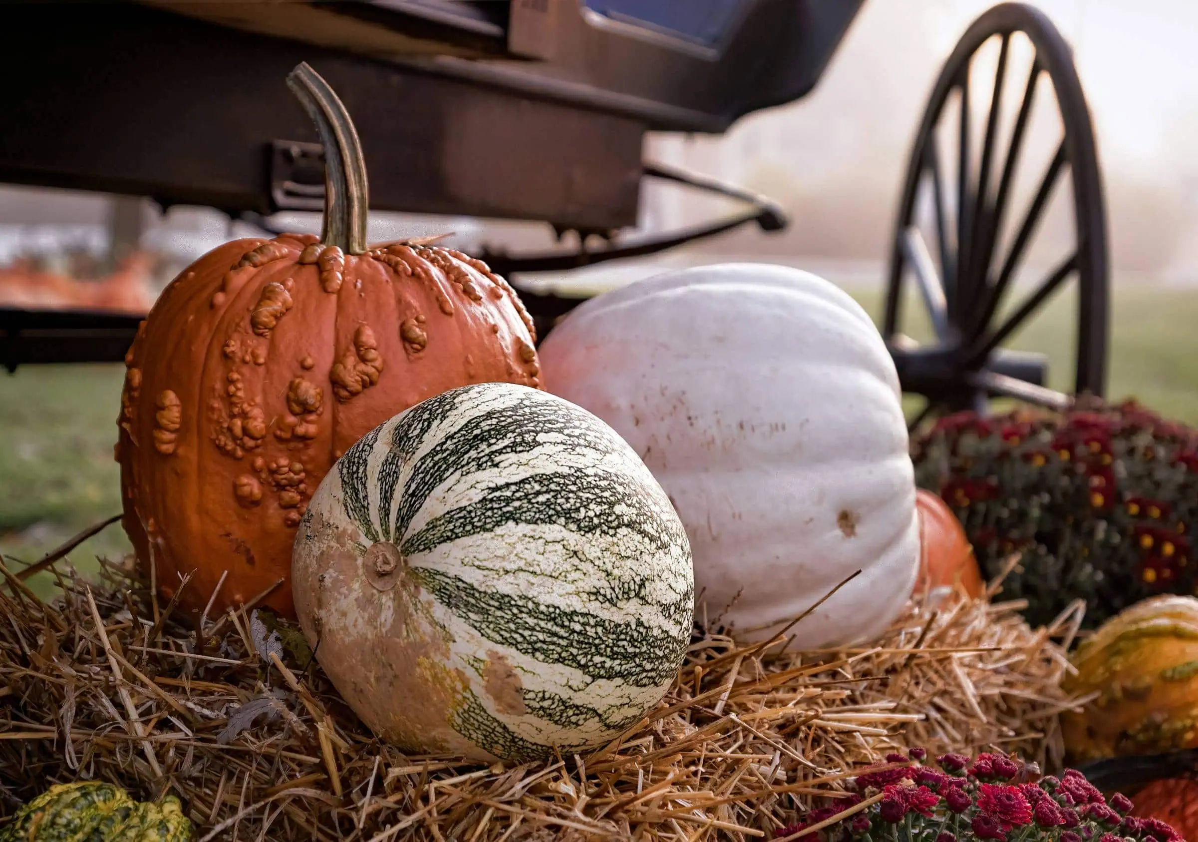 Herbstmarkt Auf Der Domäne Dahlem, Für Familien // Himbeer
