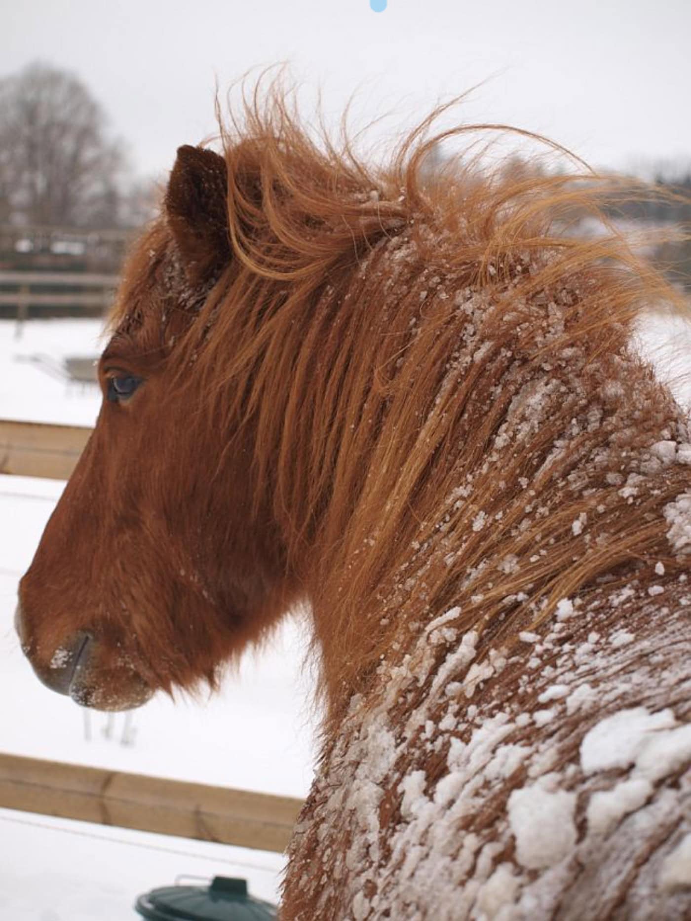 Winterlicher Pferdezauber Auf Dem Schäferhof – Schnupperstunden Zum Reiten // Himbeer Adventskalender 2025