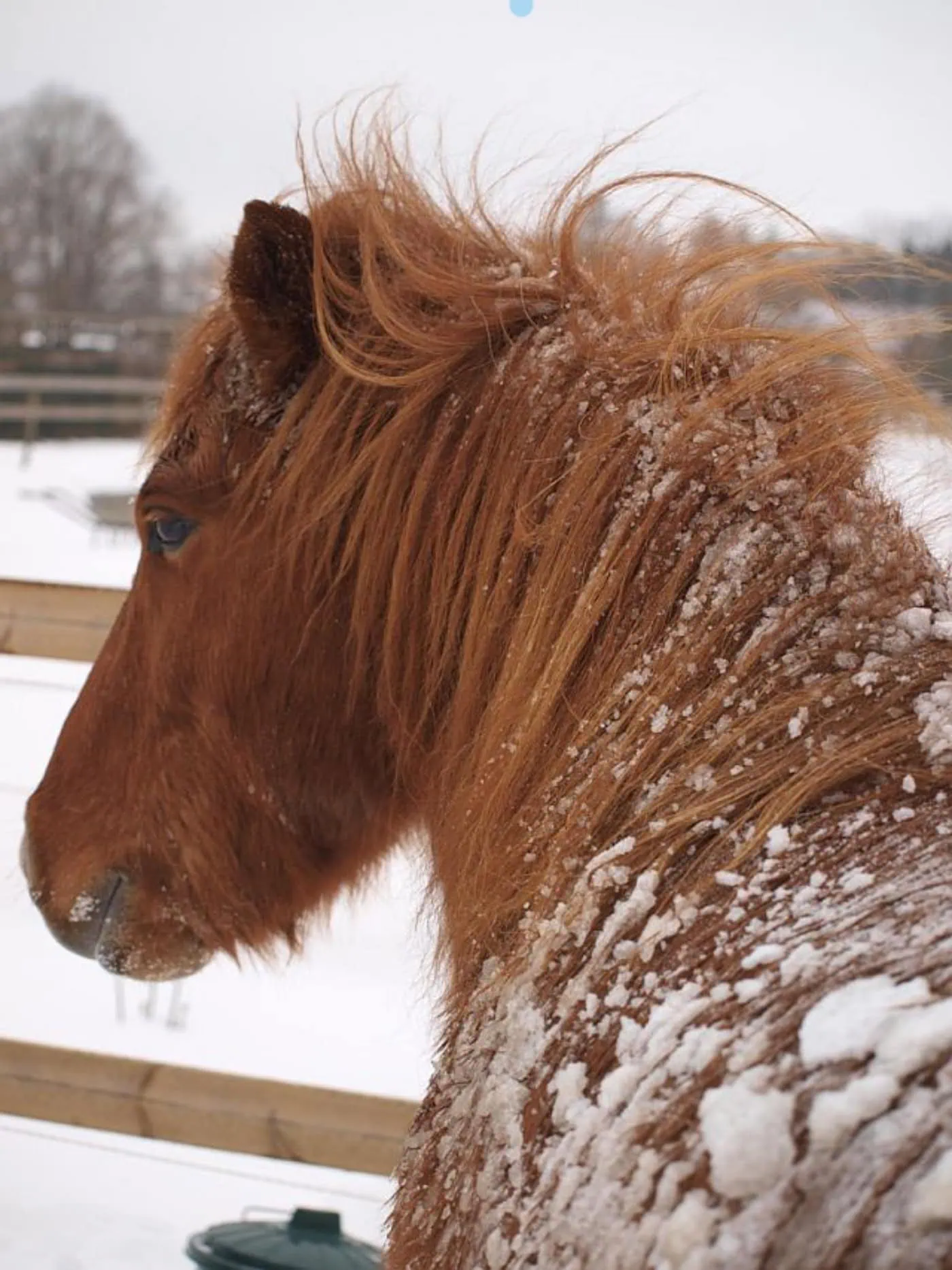 Winterlicher Pferdezauber Auf Dem Schäferhof – Schnupperstunden Zum Reiten // Himbeer Adventskalender 2025