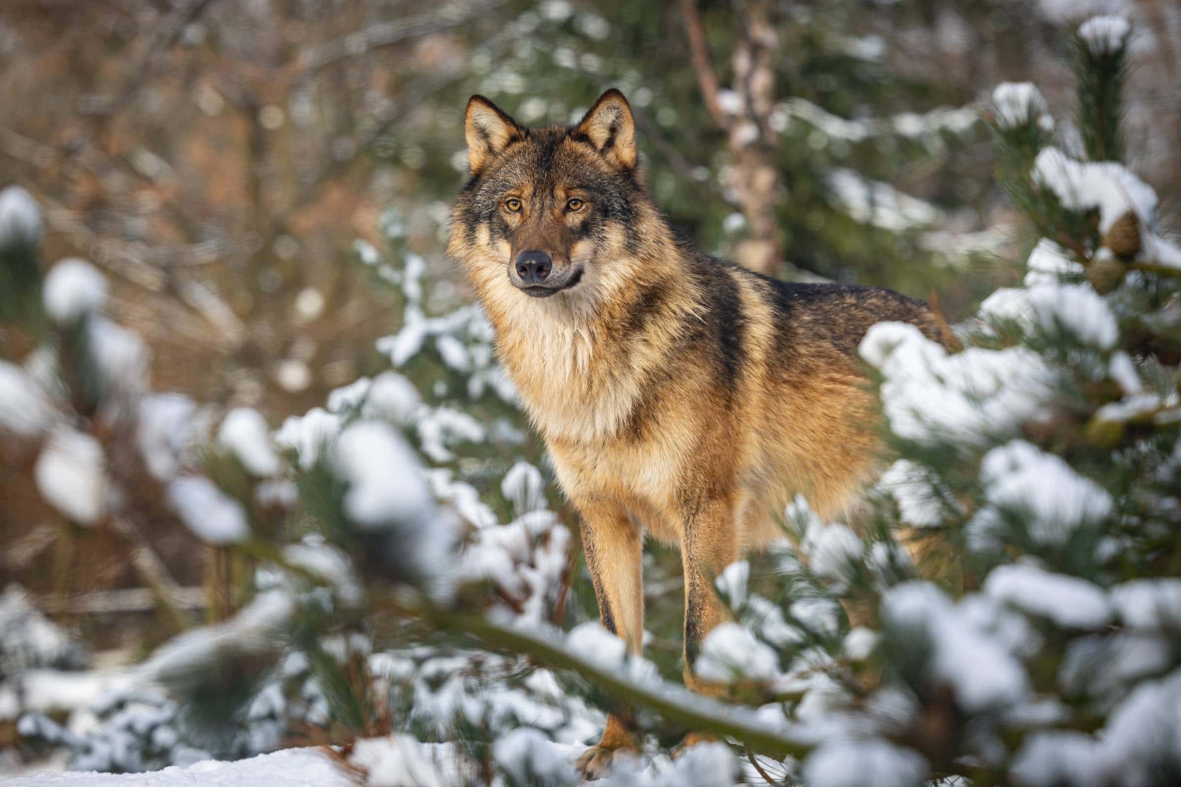 Advents- Und Weihnachtstour Im Zoo Berlin Und Tierpark Berlin // Himbeer