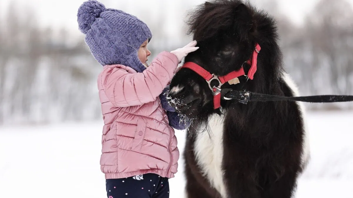 Winterlicher Pferdezauber Auf Dem Schäferhof – Schnupperstunden Zum Reiten // Himbeer Adventskalender 2025