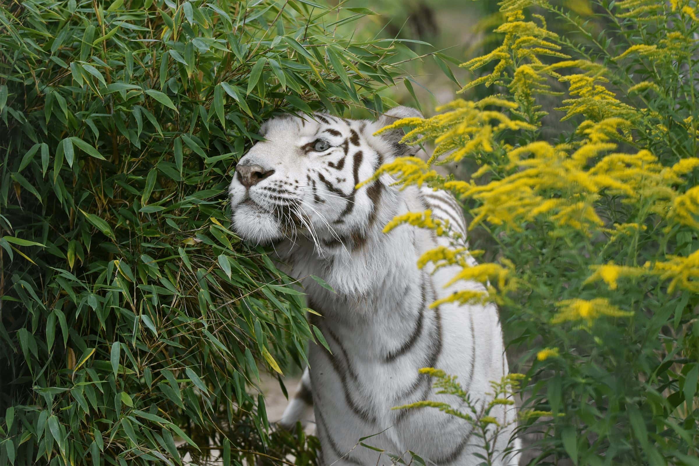 Mini-Tipps Im Januar: Besucht Tigerin Heike Im Wildkatzenzentrum Felidae // Himbeer 