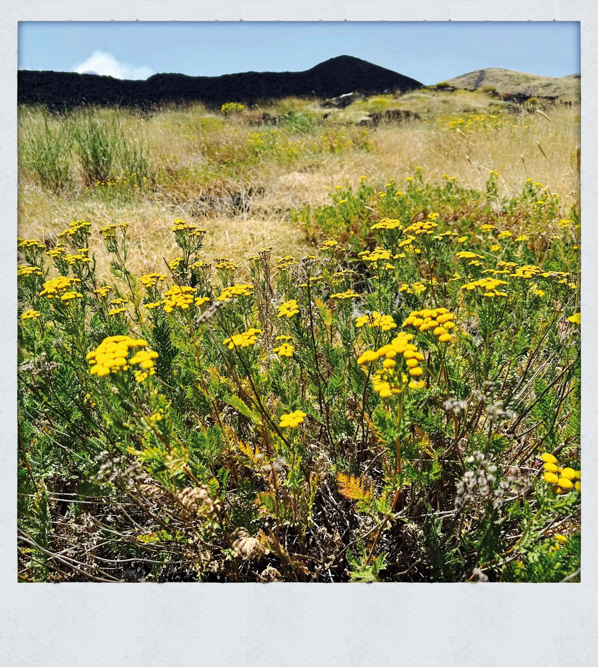 Willkommen Im Neuen Leben – Eine Familie Erzählt Vom Auswandern Nach Sizilien – Himbeer Titetgeschichte