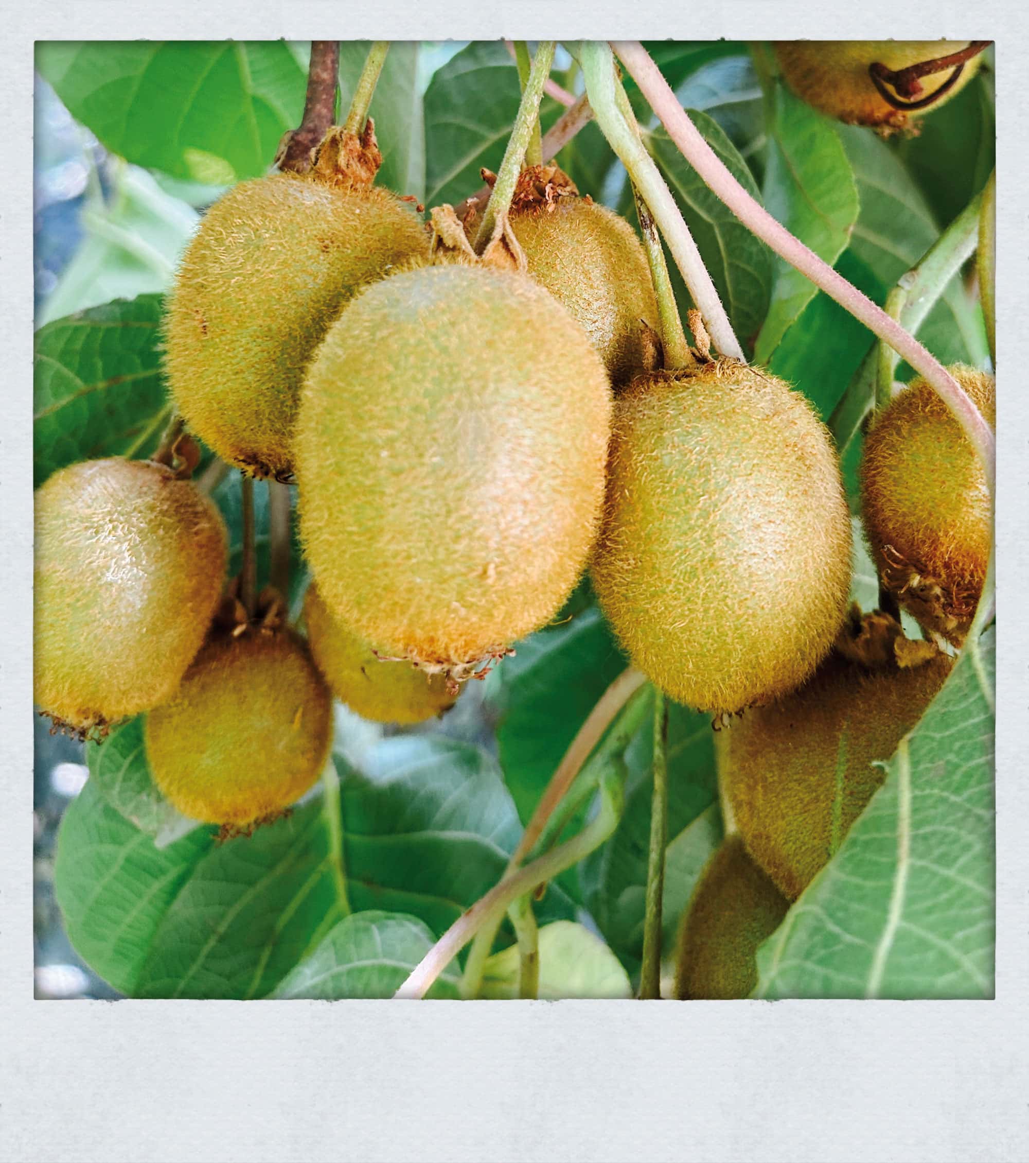 Willkommen Im Neuen Leben – Eine Familie Erzählt Vom Auswandern Nach Sizilien – Himbeer Titetgeschichte