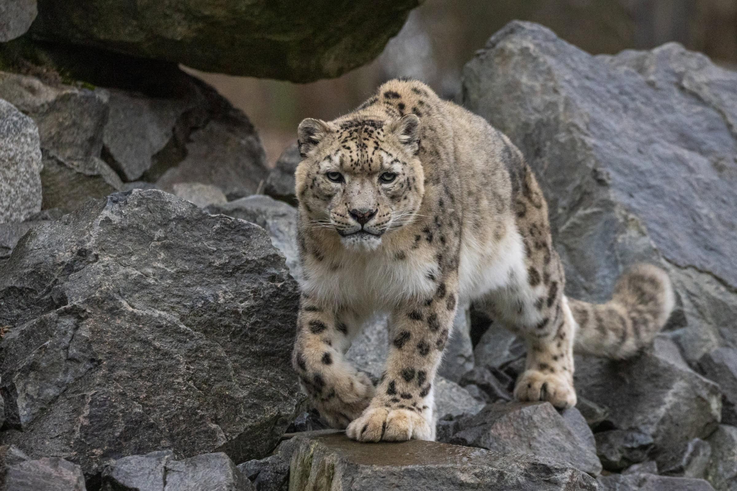 Himalaya-Expedition Im Tierpark Berlin // Himbeer