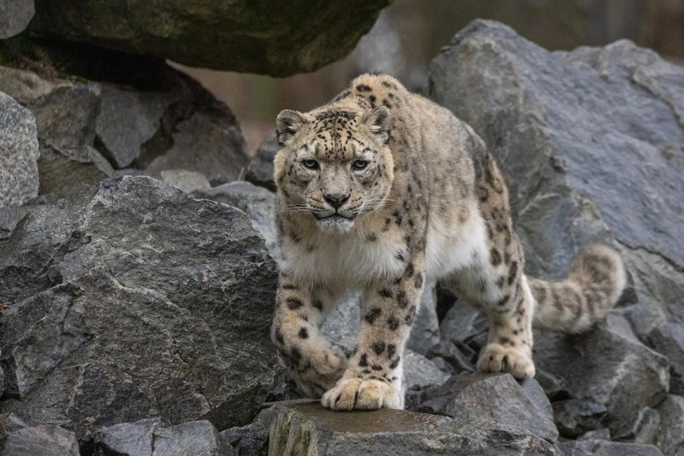 Himalaya-Expedition Im Tierpark Berlin // Himbeer